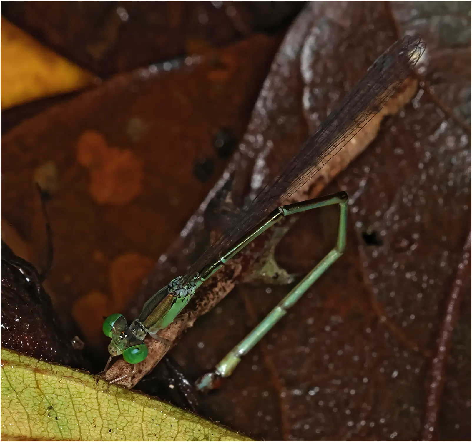 Teinobasis suavis femelle, Sarawak, Kuching, 25/03/2025