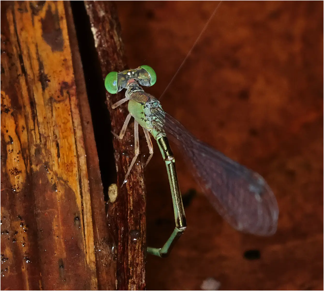 Teinobasis suavis femelle, Sarawak, Kuching, 25/03/2025