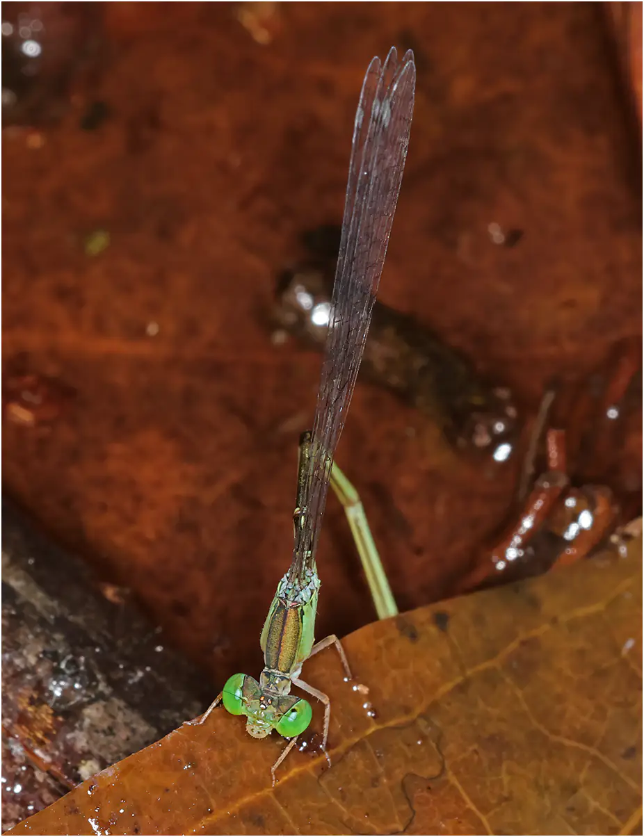 Teinobasis suavis femelle, Sarawak, Kuching, 25/03/2025