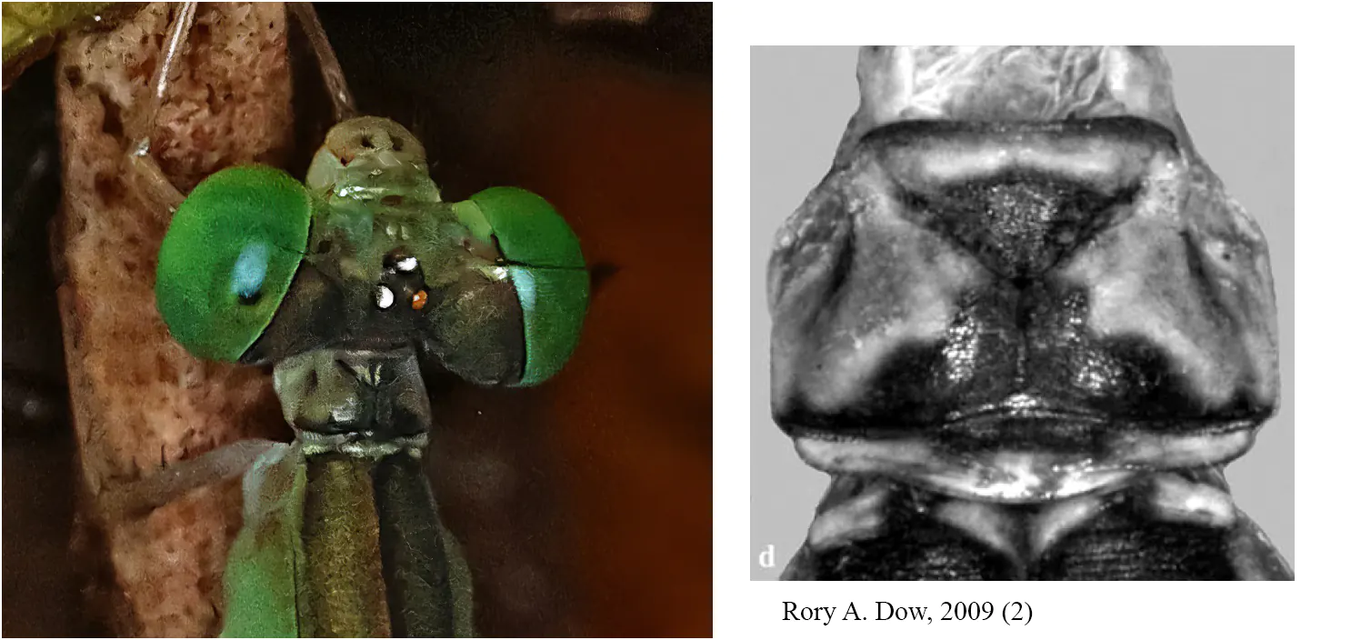 Pronotum Teinobasis suavis femelle