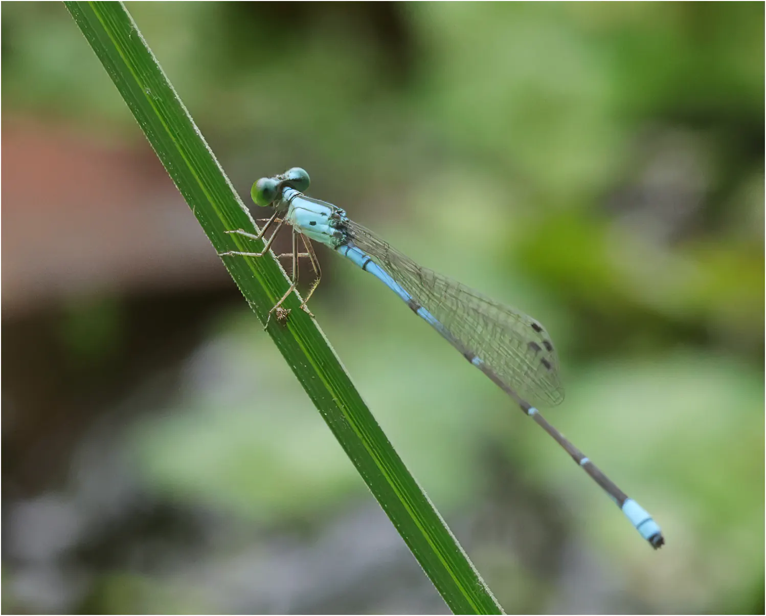 Telebasis obsoleta mâle, Pérou, Tahuayo, Cocha Trabix, 13/08/2023