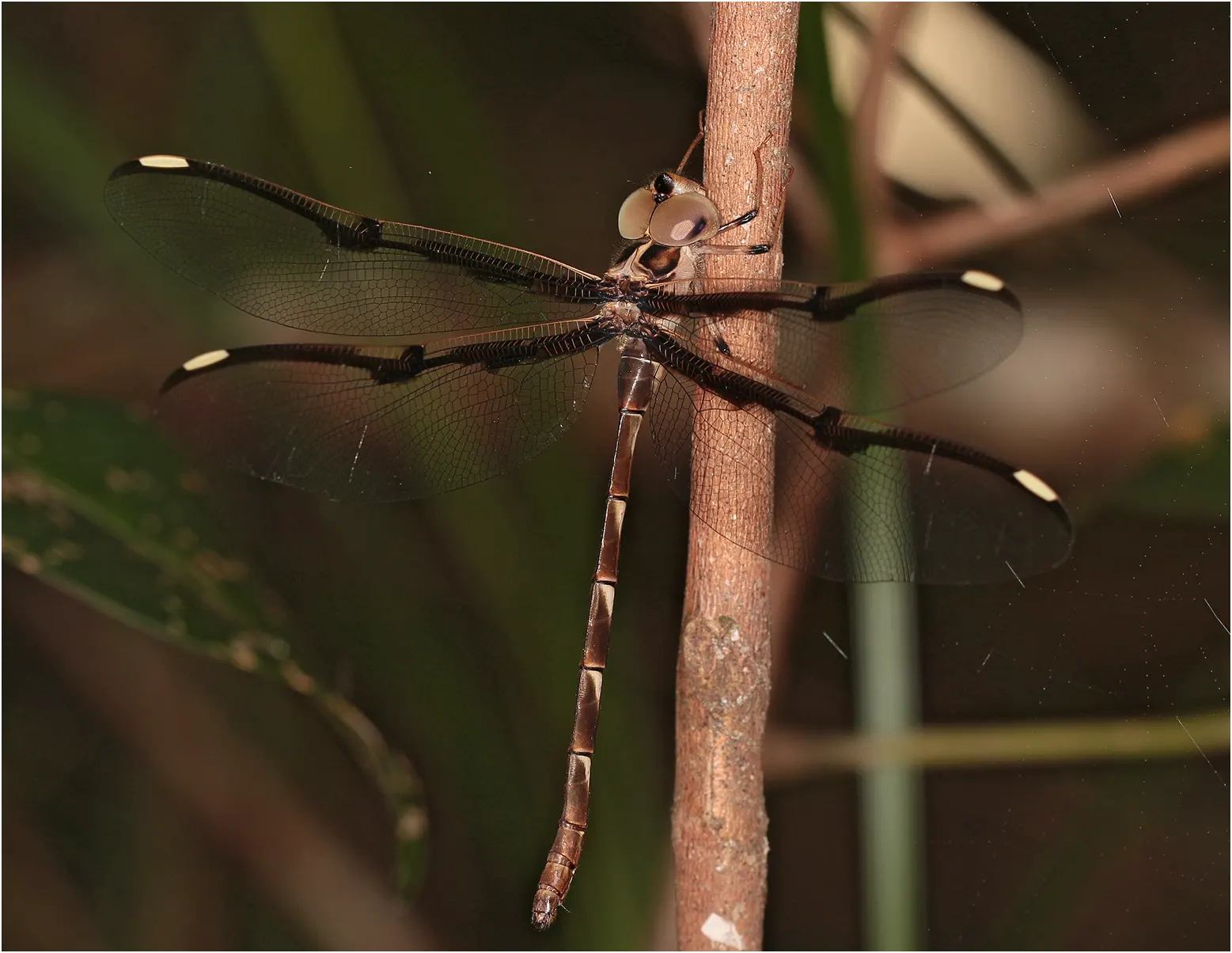 Telephlebia tillyardi femelle, Australie (FNQld), Dinden National Park, 08/12/2022