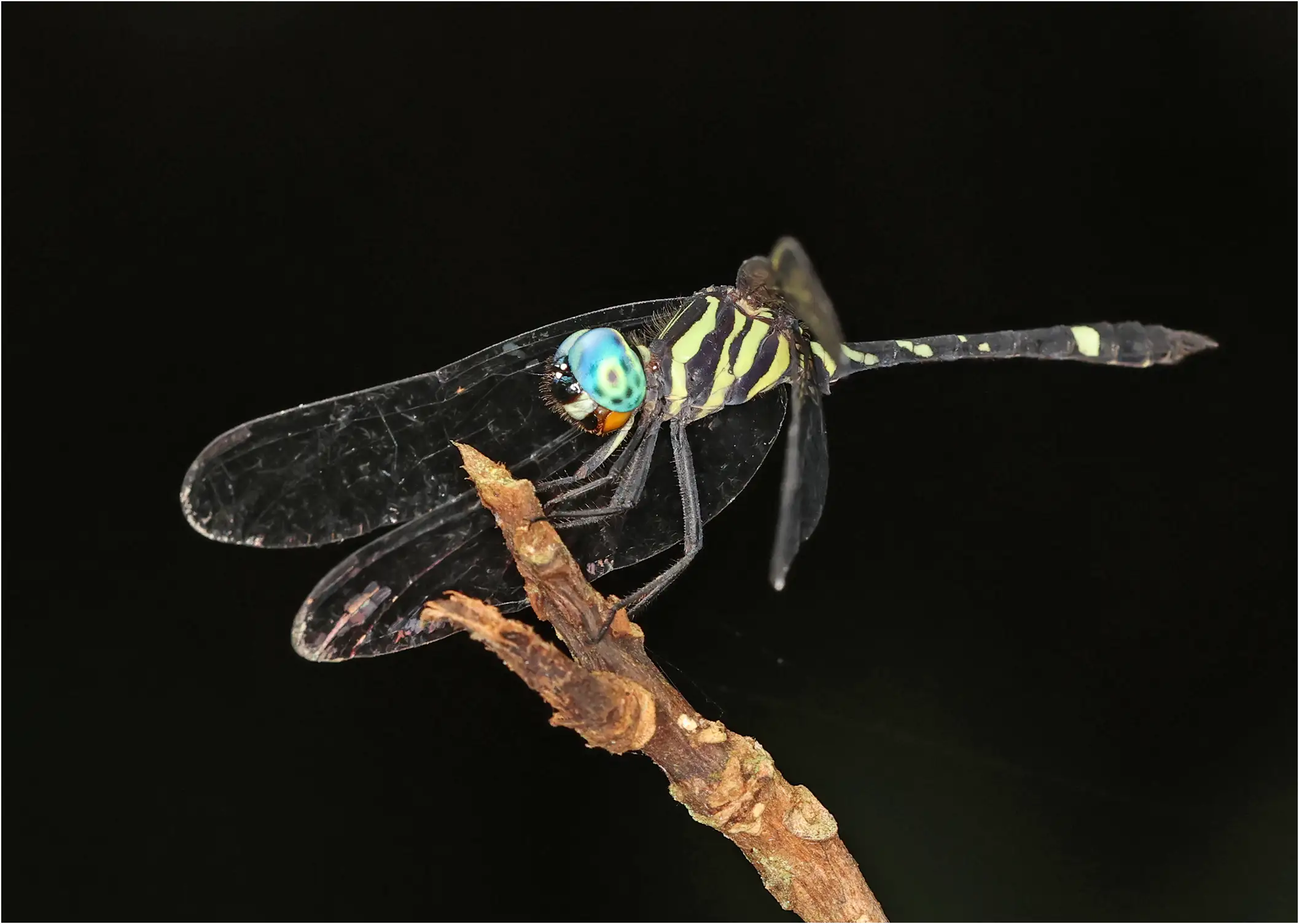 Tetrathemis camerunensis mâle, Ghana, Kakum National Park, 14/01/2026