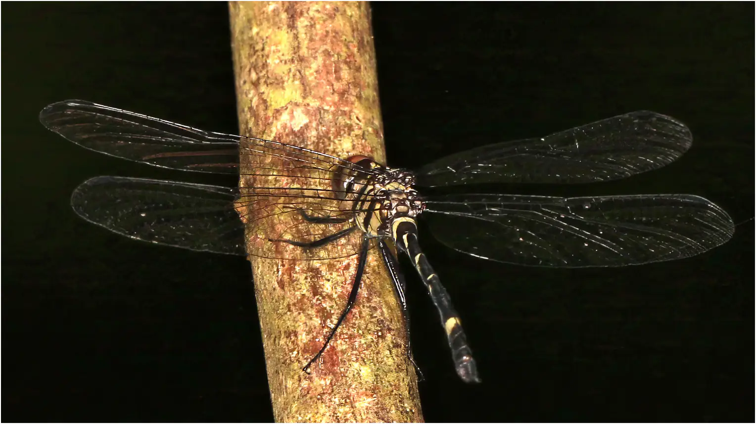 Tetrathemis camerunensis mâle immature, Ghana, Ankasa Forest Reserve, 18/01/2026