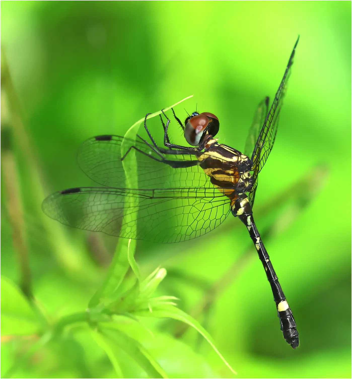 Tetrathemis godiardi mâle, Ghana, Kakum N.P., 14/01/2026