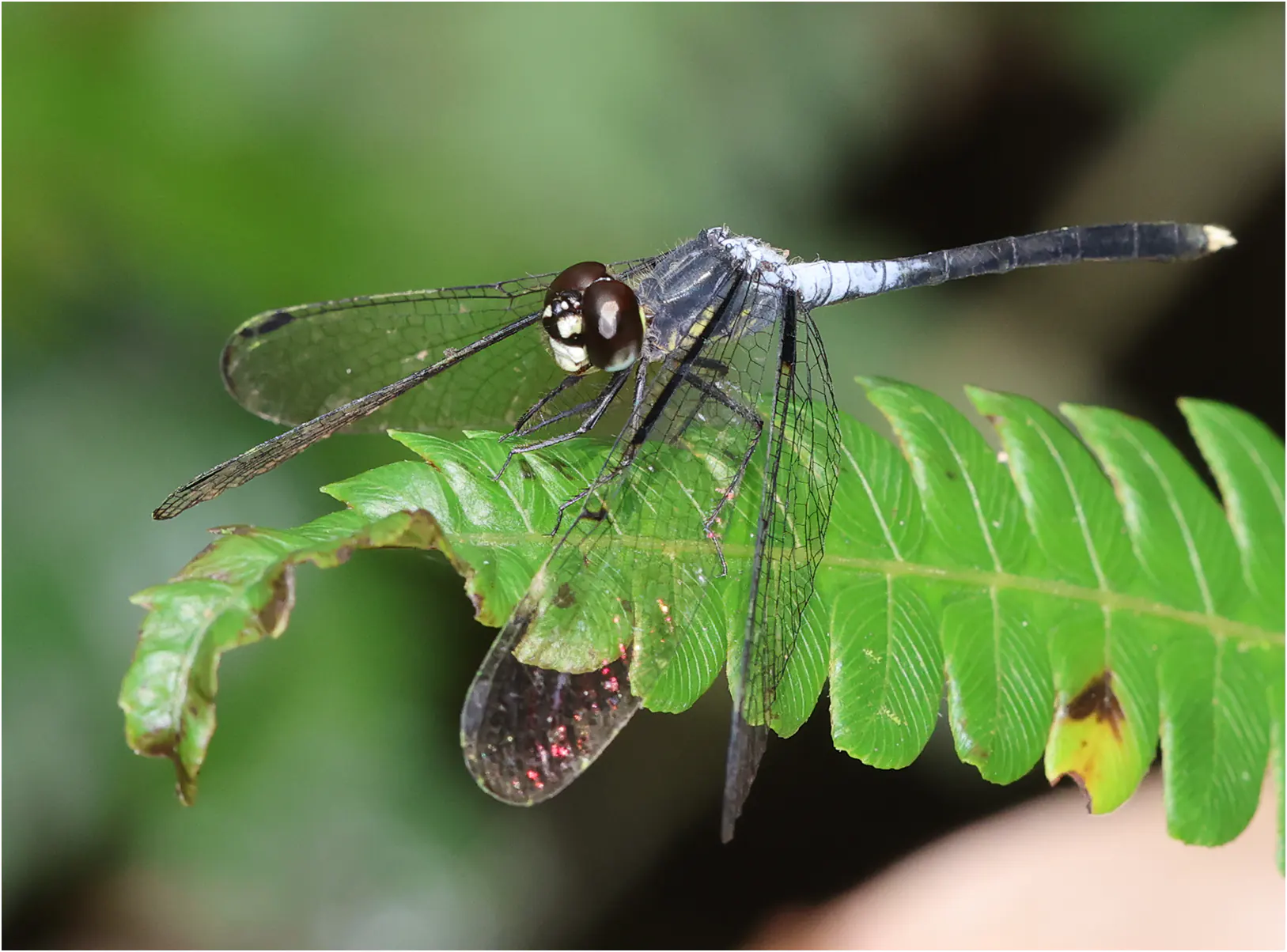 Thermochoria equivocata, Ghana, Kakum N. P., 14/01/2026