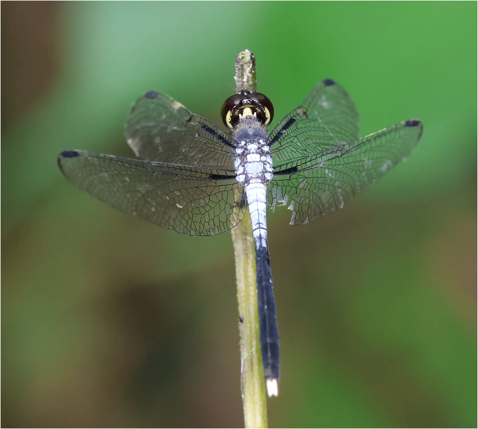 Thermochoria equivocata, Ghana, Kakum N. P., 14/01/2026