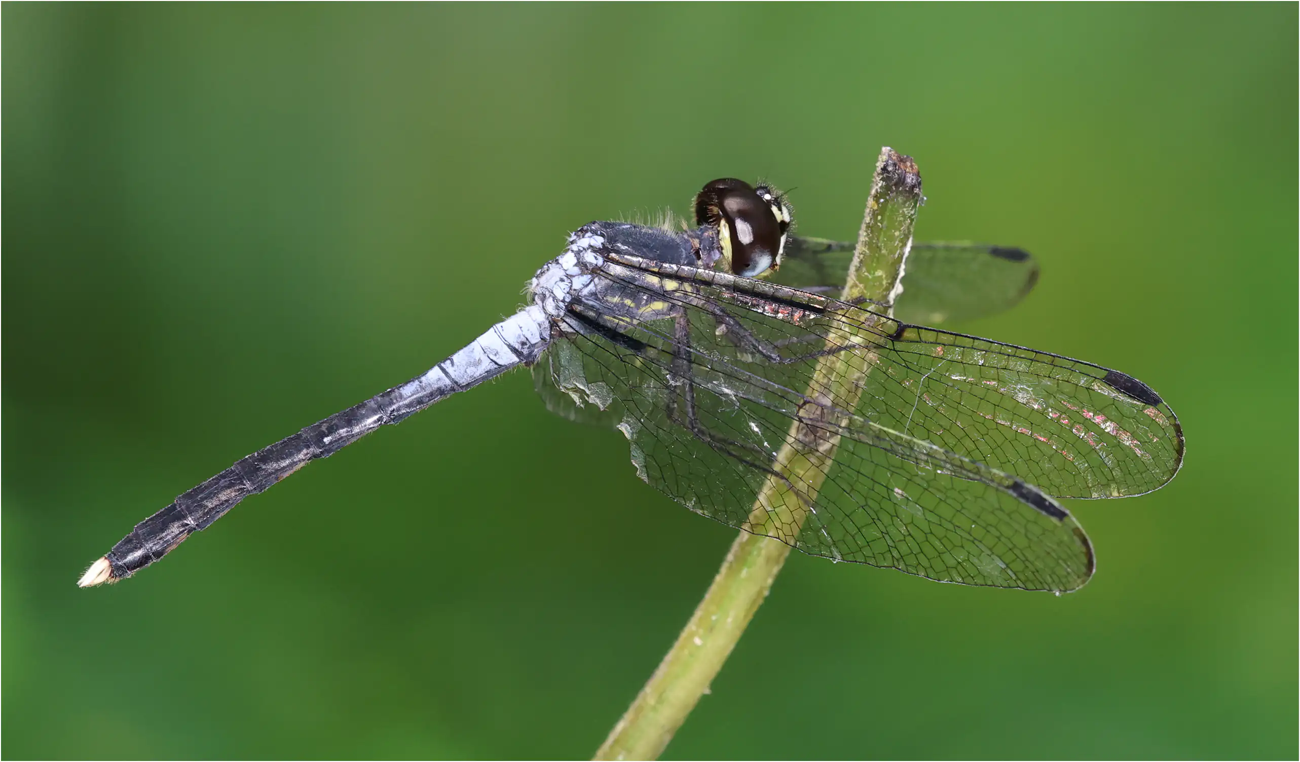 Thermochoria equivocata, Ghana, Kakum N. P., 14/01/2026