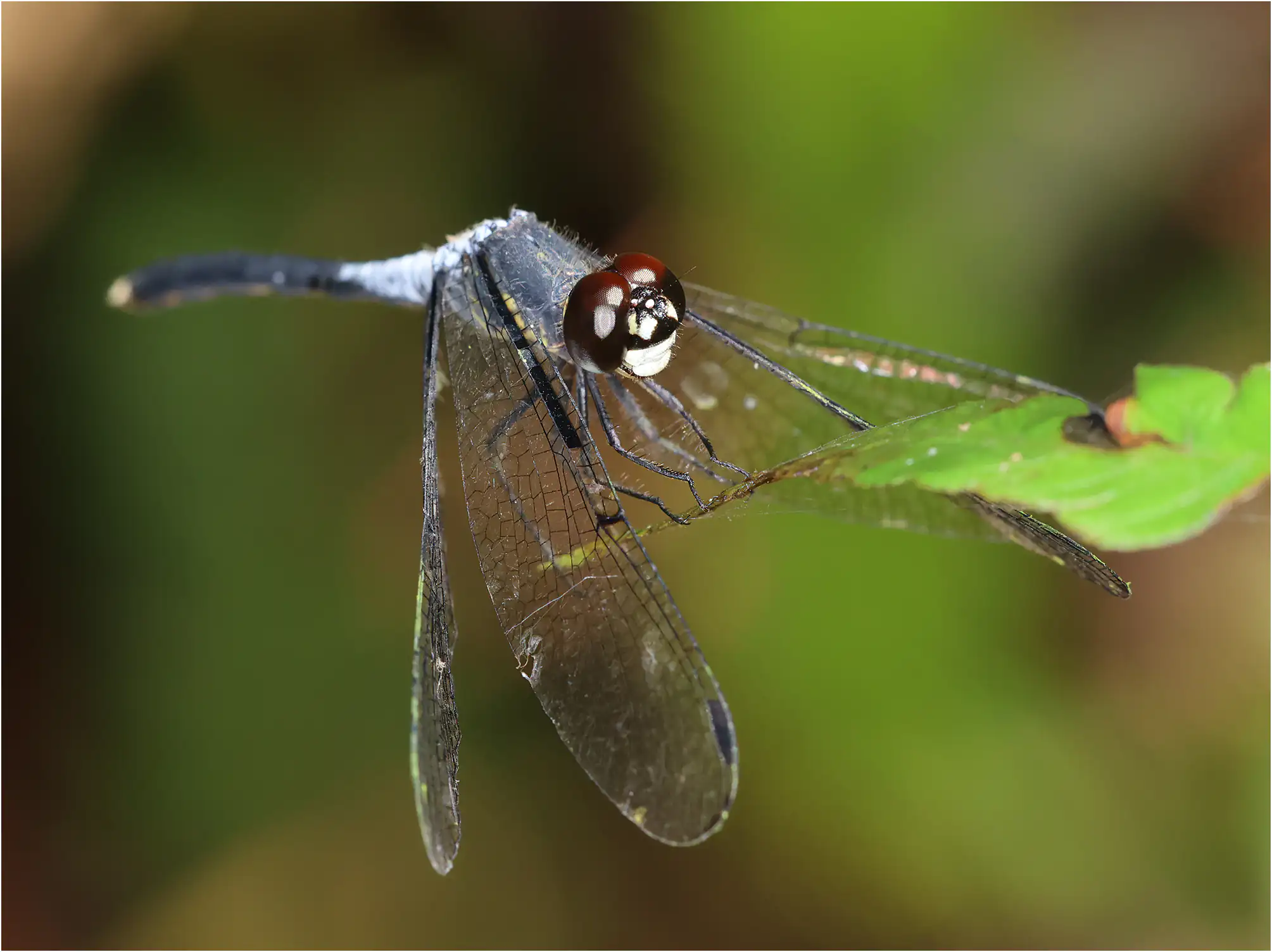 Thermochoria equivocata, Ghana, Kakum N. P., 14/01/2026