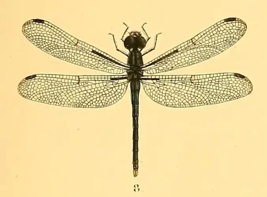 Dash-winged Piedface Kirby, 1889