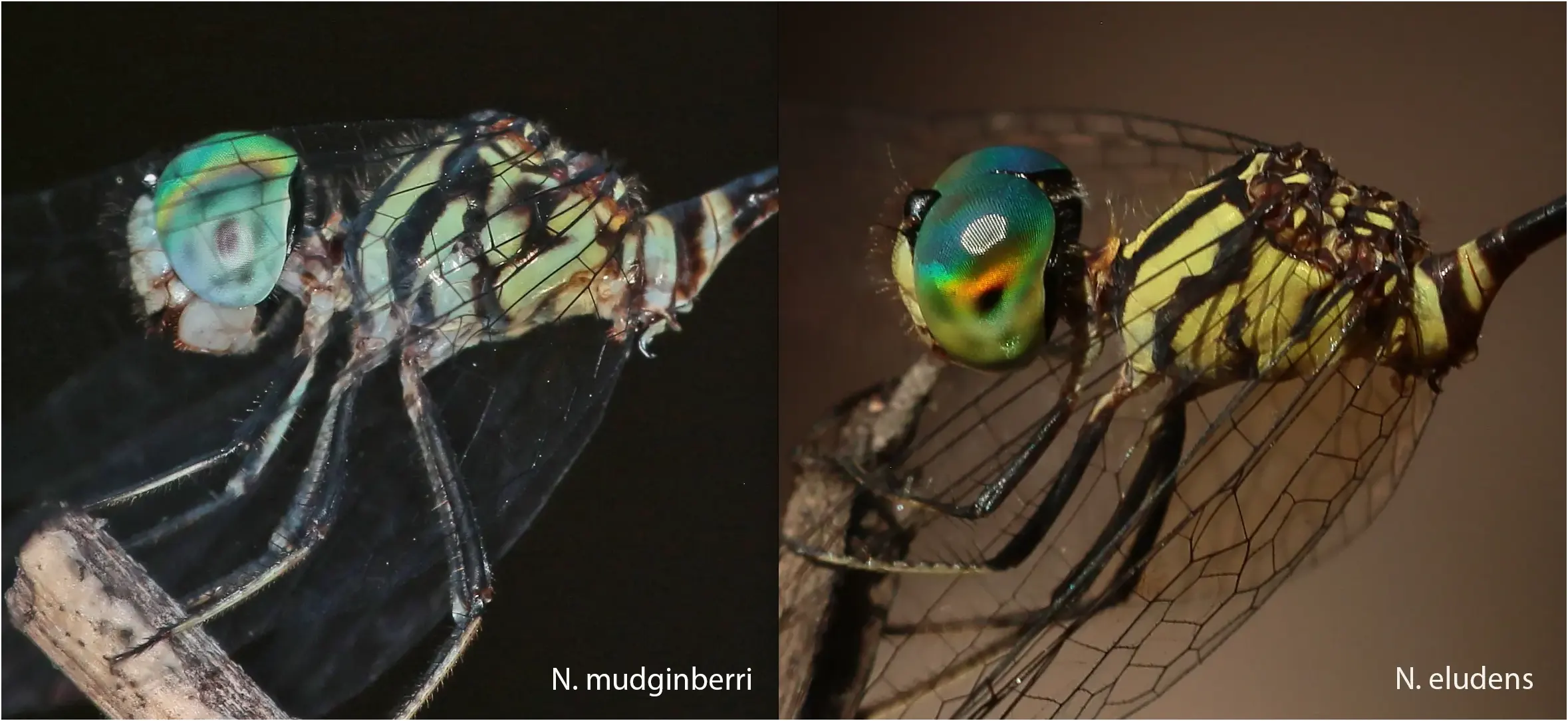Comparaison des thorax de Nannophlebia eludens et mudginberri