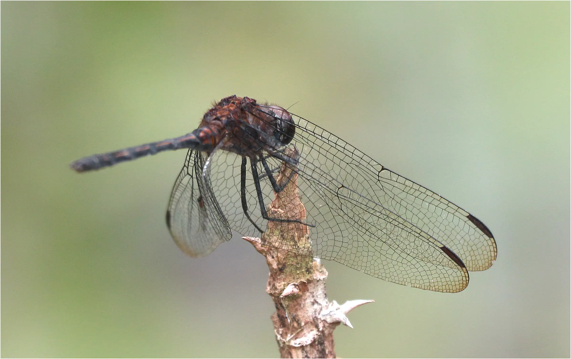 Trithemis aenea mâle, Ghana, mare près de Ankasa Forest Reserve, 19/01/2026