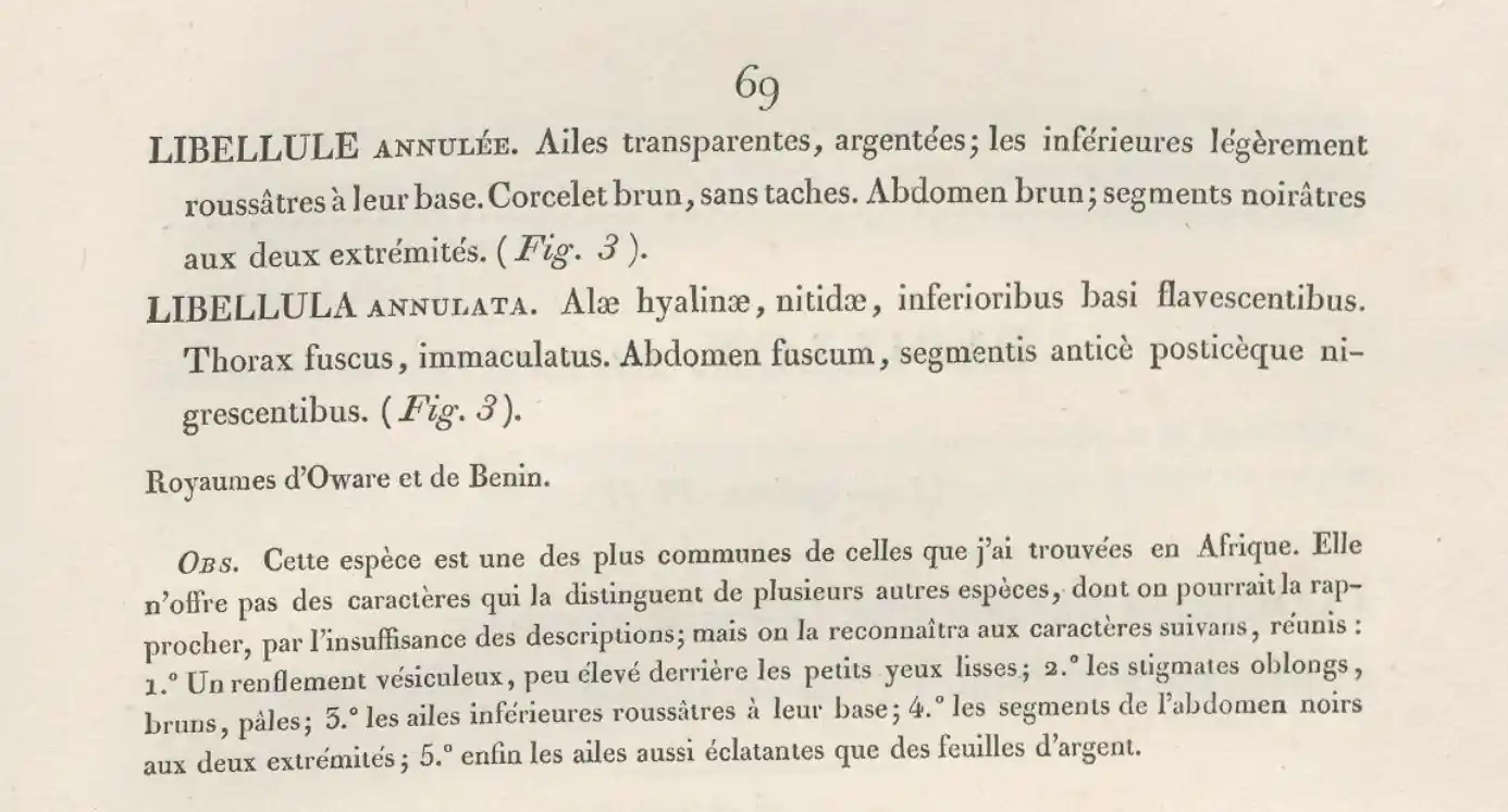 Trithemis annulata, Palisot de Beauvois