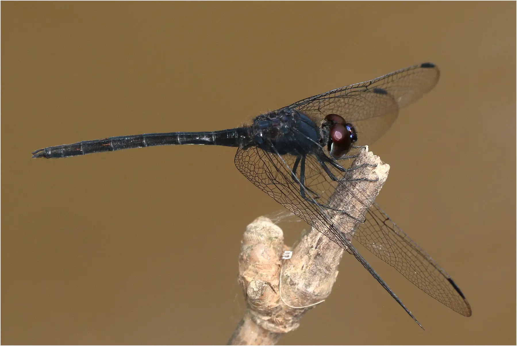 Trithemis grouti mâle, Ghana, Adansi Sud, 21/01/2026