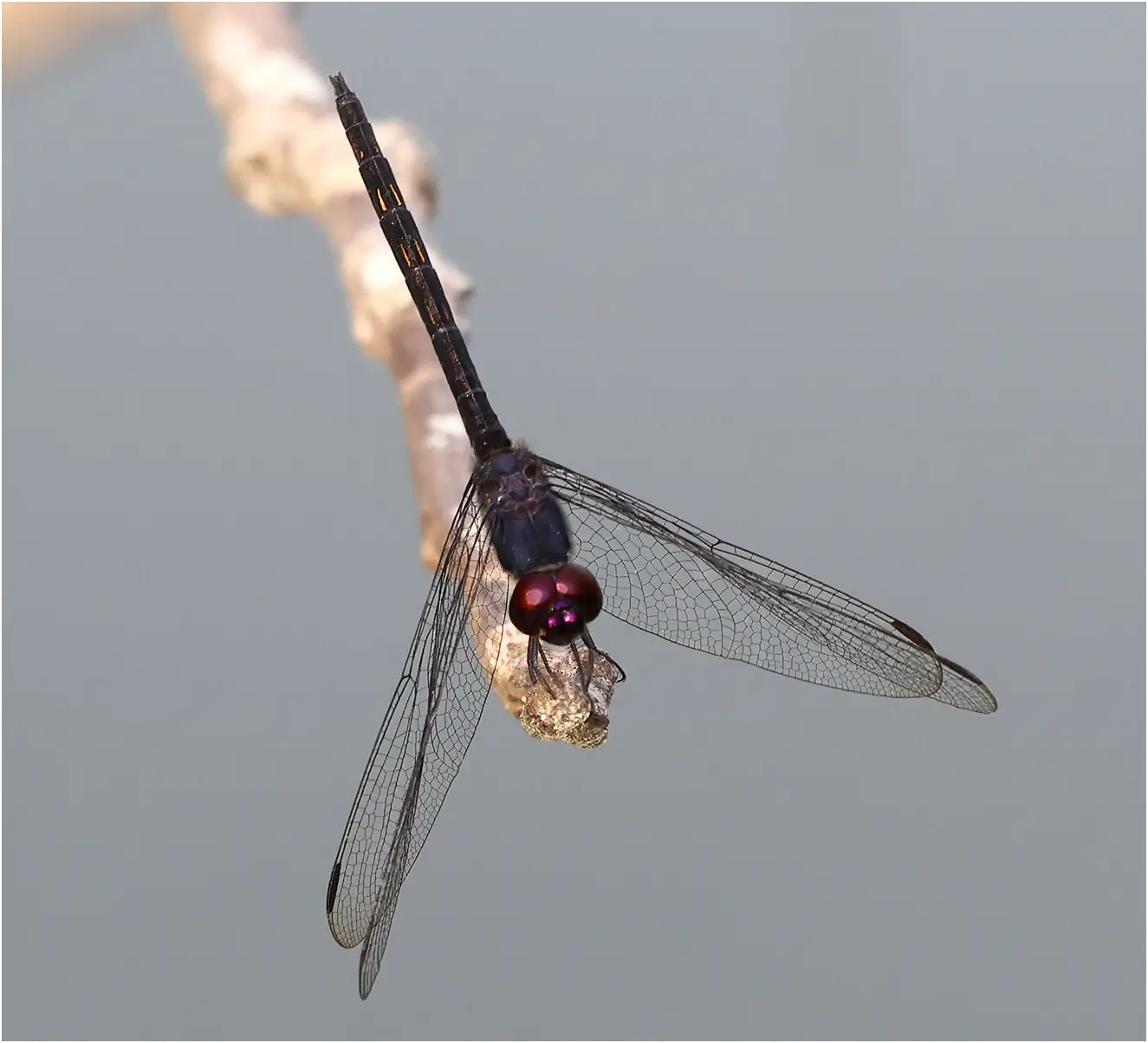 Trithemis grouti mâle, Ghana, Kakum National Park, 14/01/2026