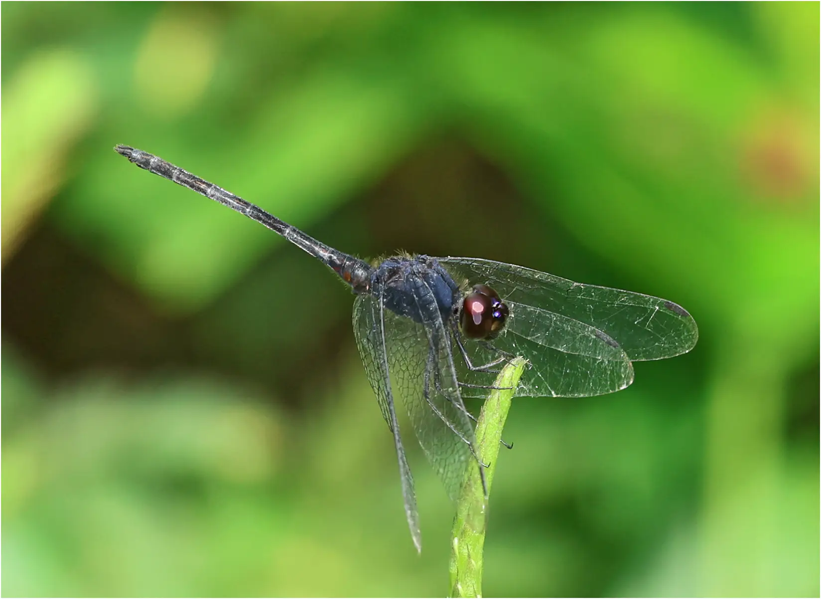Trithemis grouti mâle, Ghana, Kakum National Park, 14/01/2026