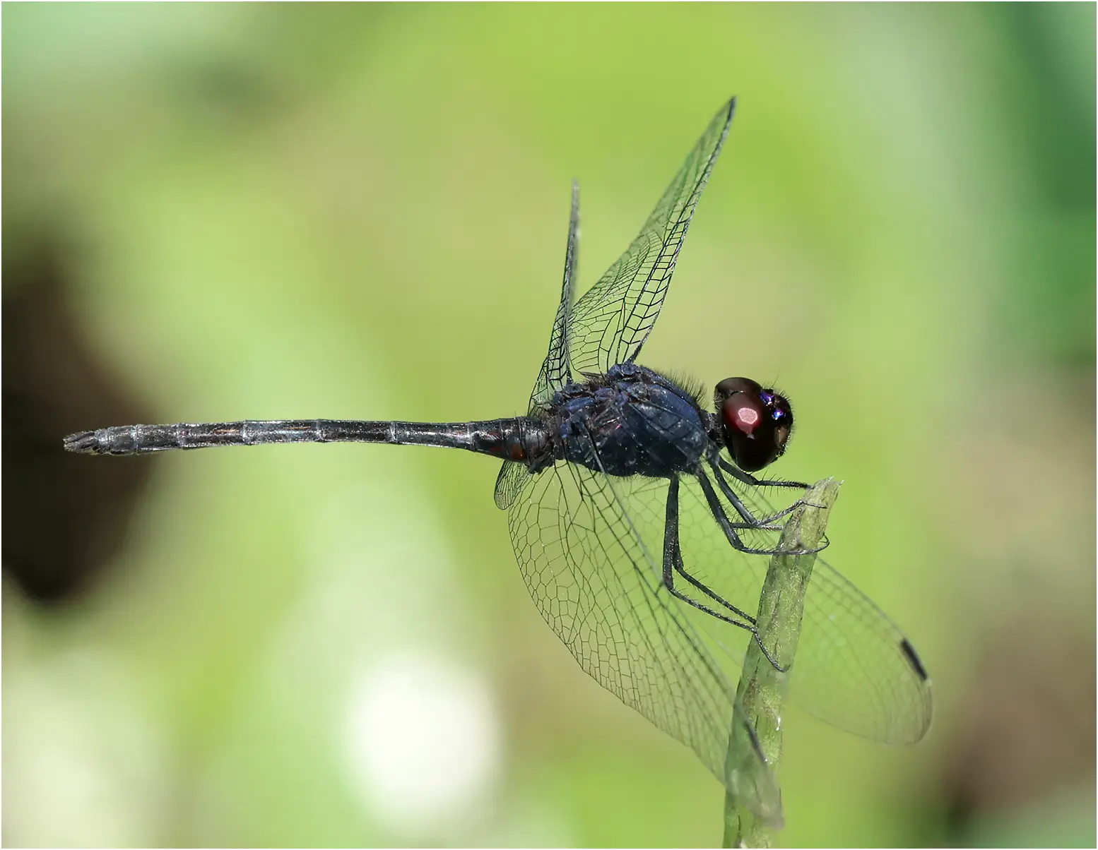 Trithemis grouti mâle, Ghana, Kakum National Park, 14/01/2026