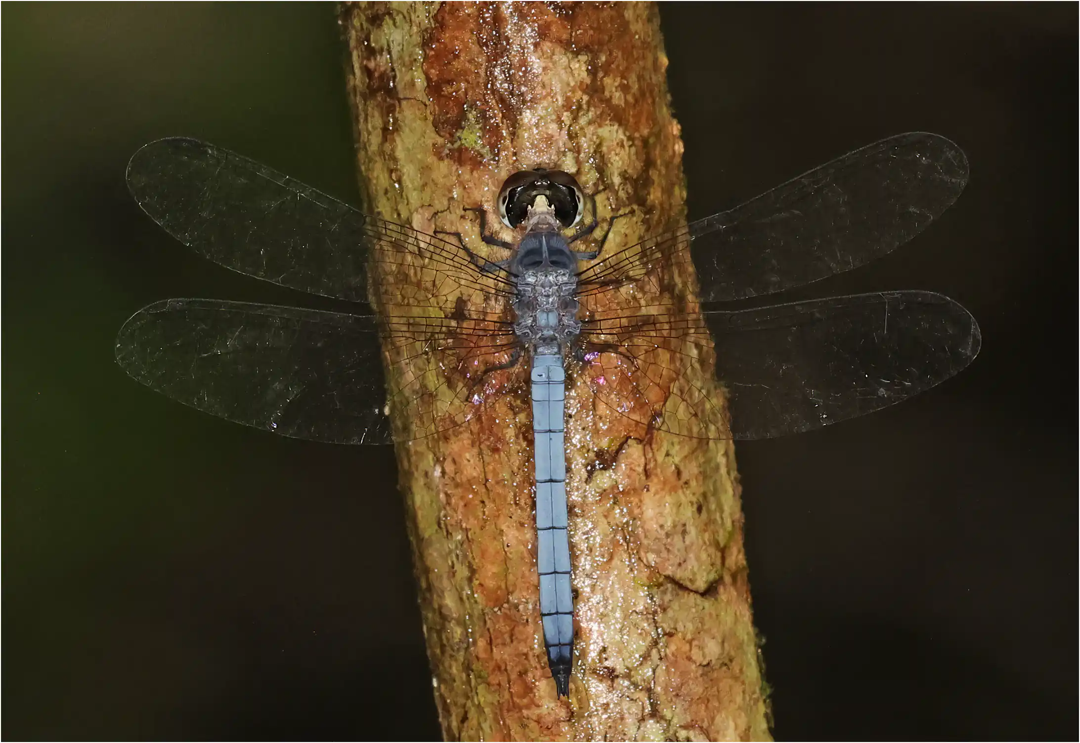 Tyriobapta kuekenthali mâle, Bornéo, Kuching, Sama Jaya Nature Reserve, 18/03/2025