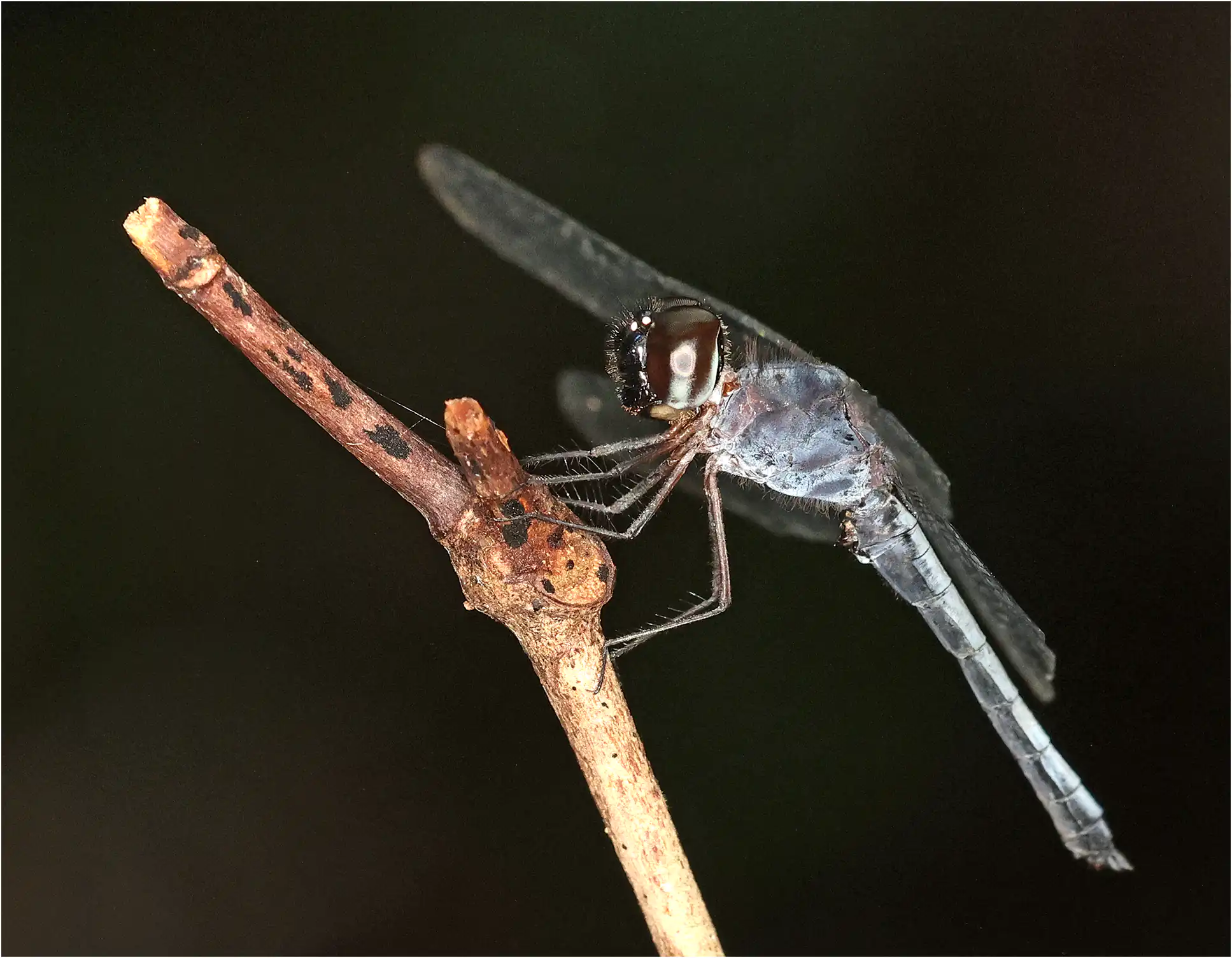 Tyriobapta kuekenthali mâle, Bornéo, Santubung National Park, 21/03/2025