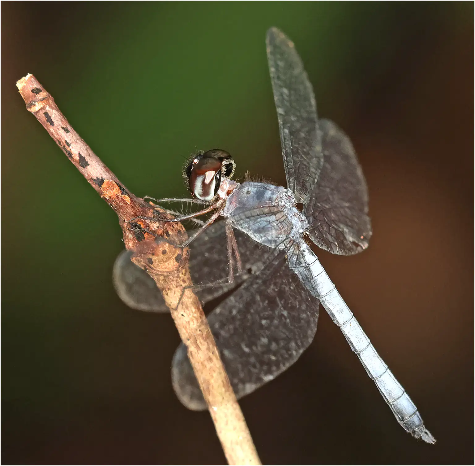 Tyriobapta kuekenthali mâle, Bornéo, Santubung National Park, 21/03/2025