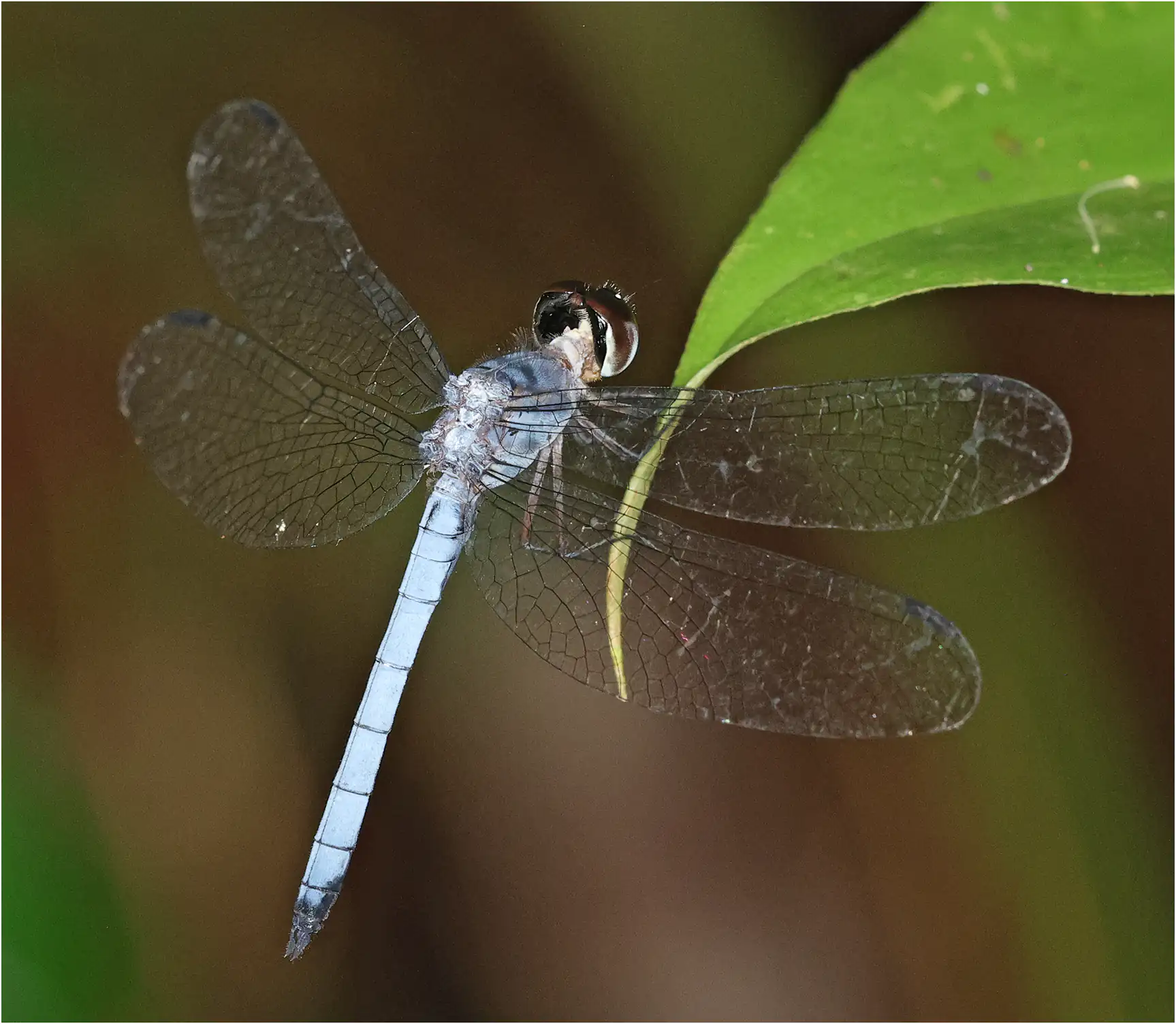 Tyriobapta kuekenthali mâle, Bornéo, Unimas East Campus, 25/03/2025