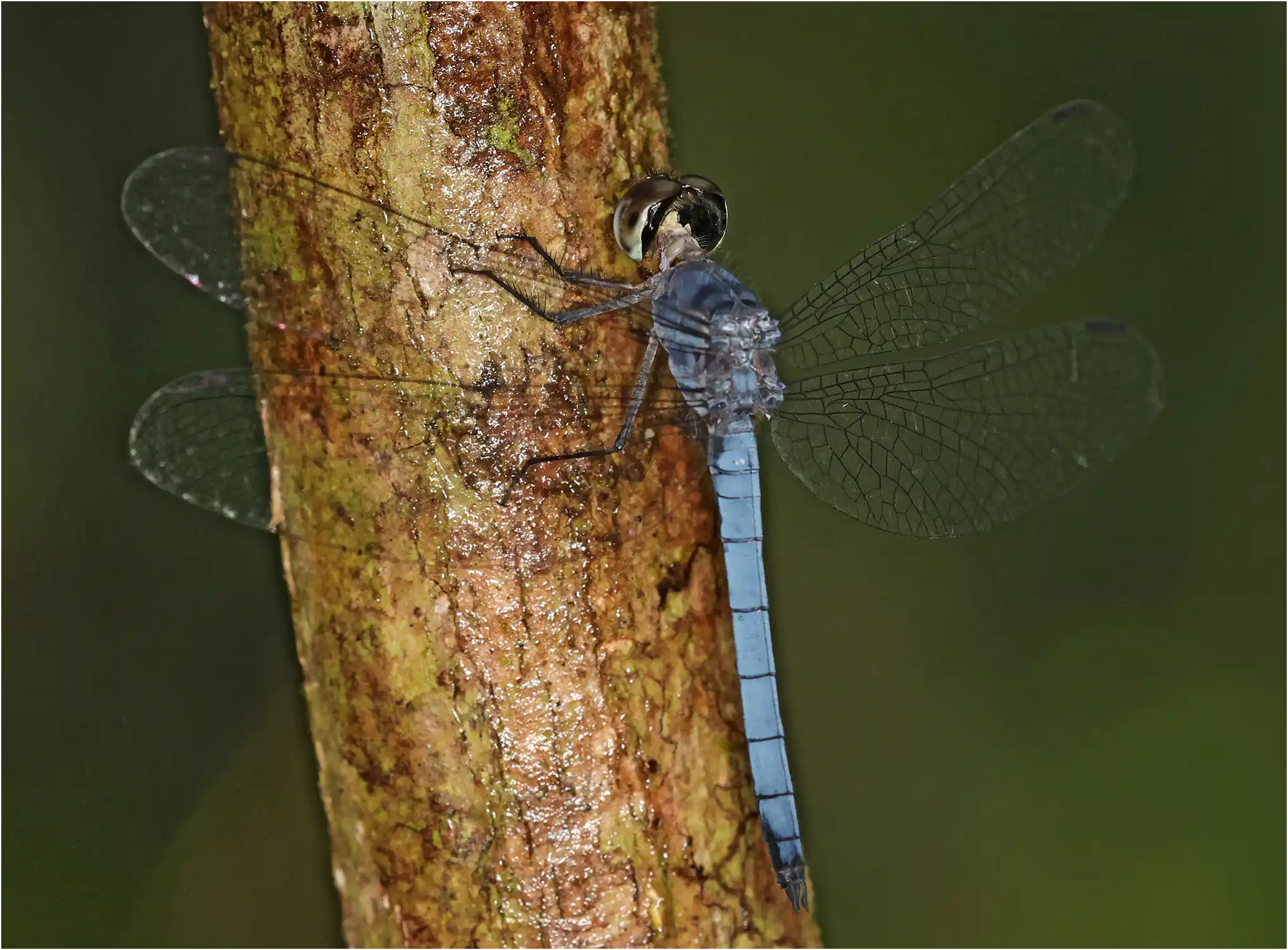Tyriobapta kuenkenthali mâle, Bornéo, Kuching, Sama Jaya Nature Reserve, 18/03/2025