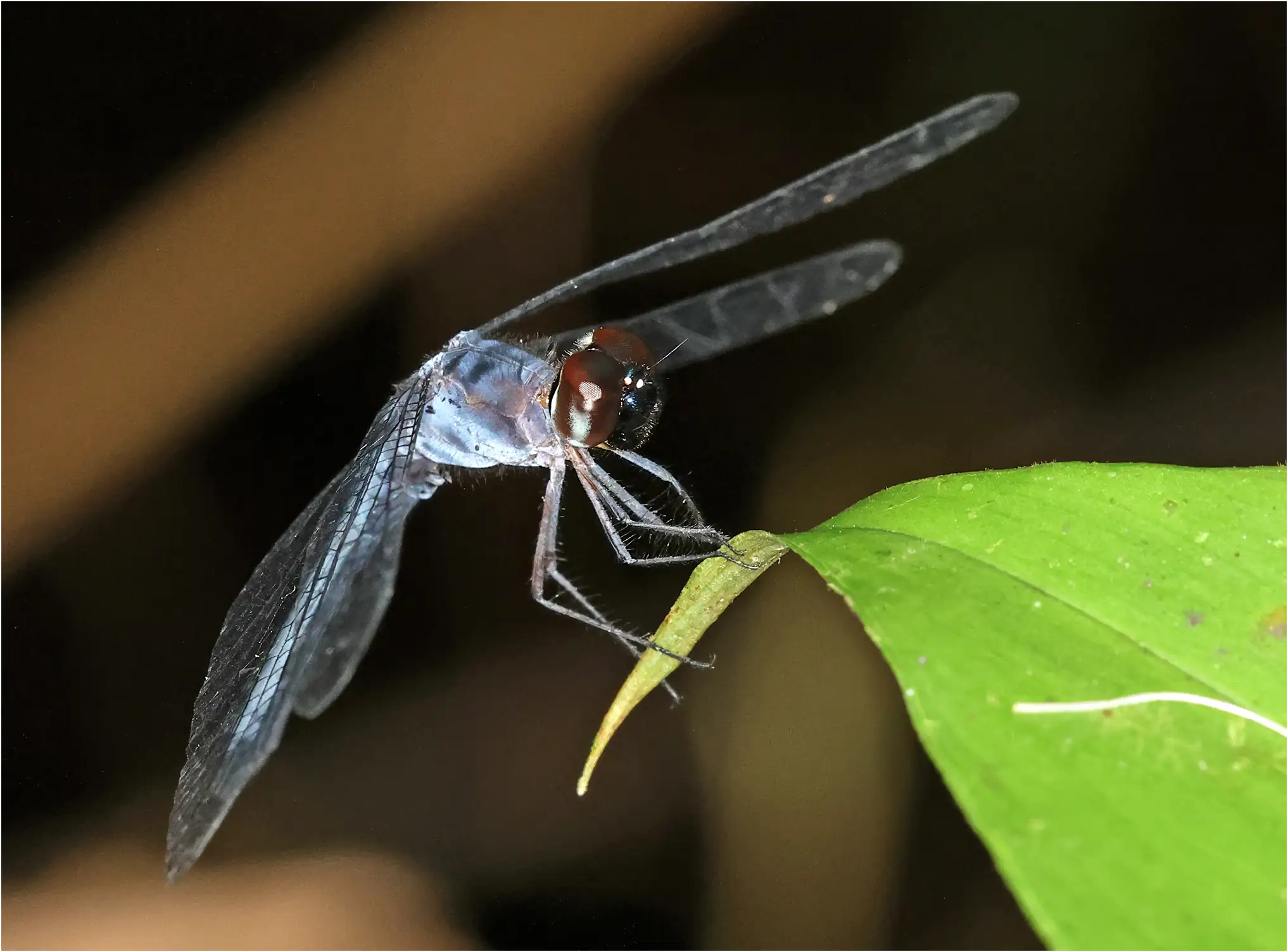 Tyriobapta kuekenthali mâle, Bornéo, Unimas East Campus, 25/03/2025