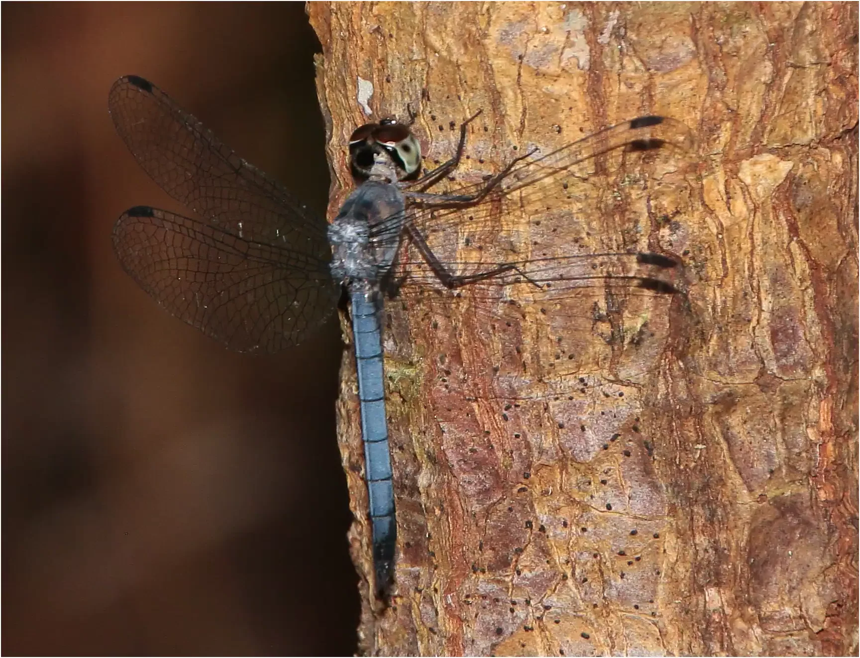 Tyriobapta kuenkenthali mâle, Bornéo, Parc National Maludam, 29/03/2025