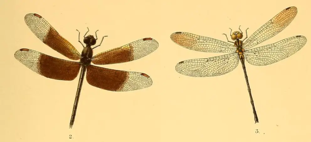 Tyriobapta torrida ♂ & ♀ - Kirby, 1889