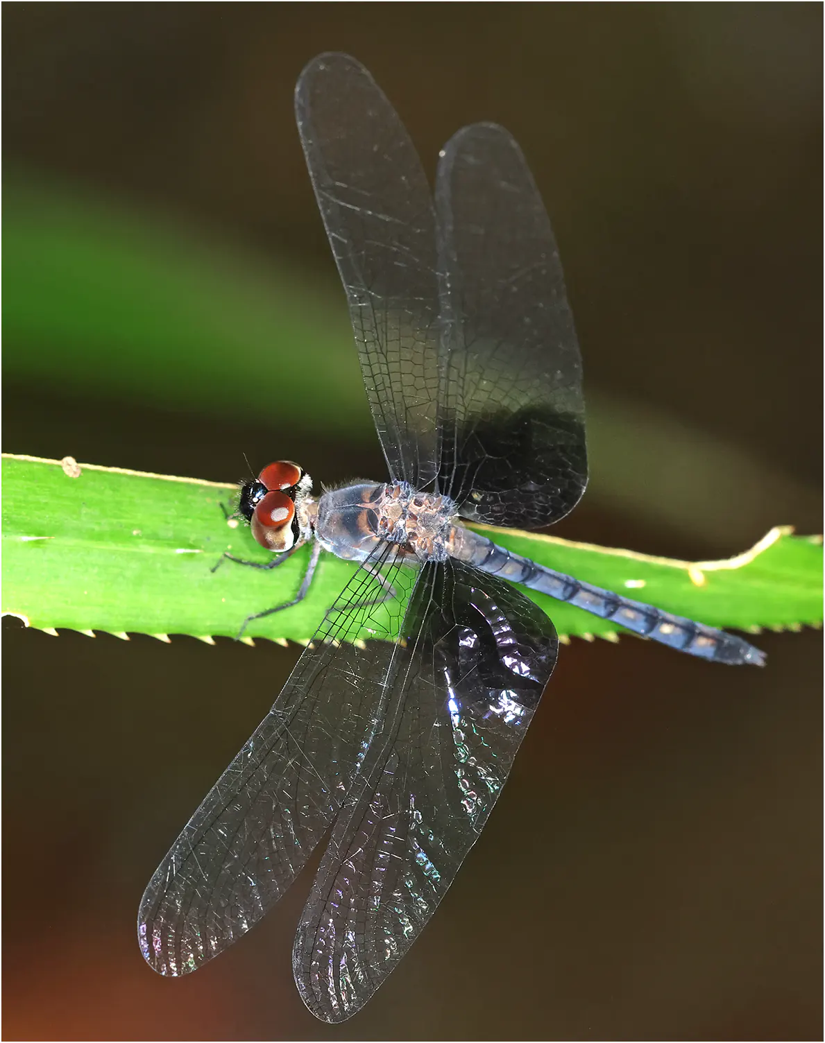 Tyriobapta torrida mâle, Malaisie, Sarawak, Bung Ngiraja, 26/03/2025