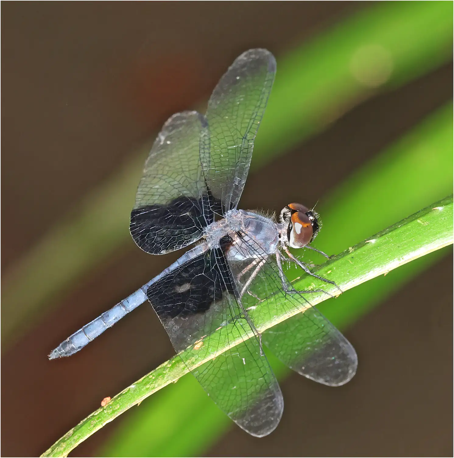 Tyriobapta torrida mâle, Malaisie, Sarawak, Bung Ngiraja, 26/03/2025