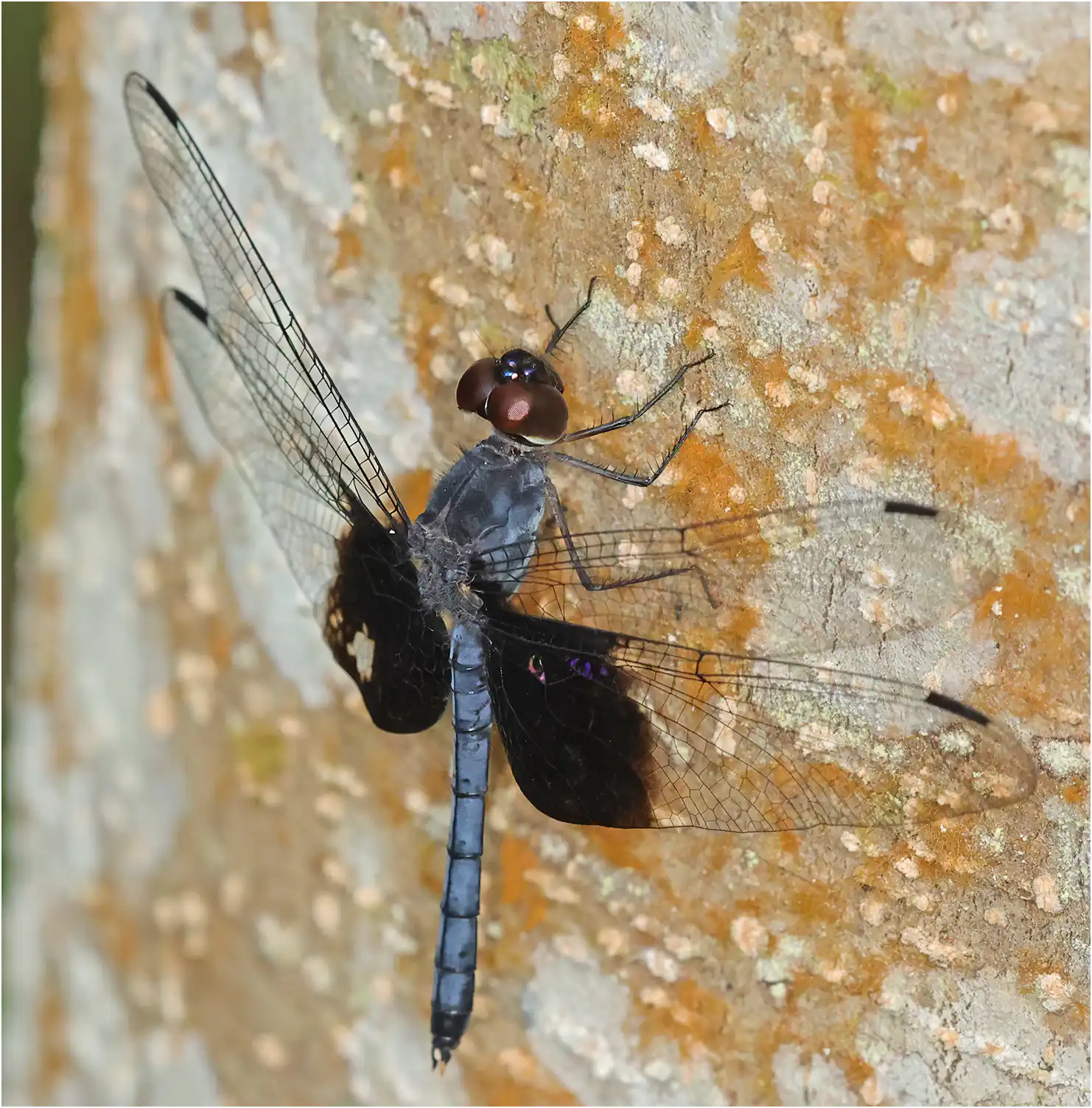 Tyriobapta torrida mâle, Malaisie, Sarawak, Bung Ngiraja, 26/03/2025