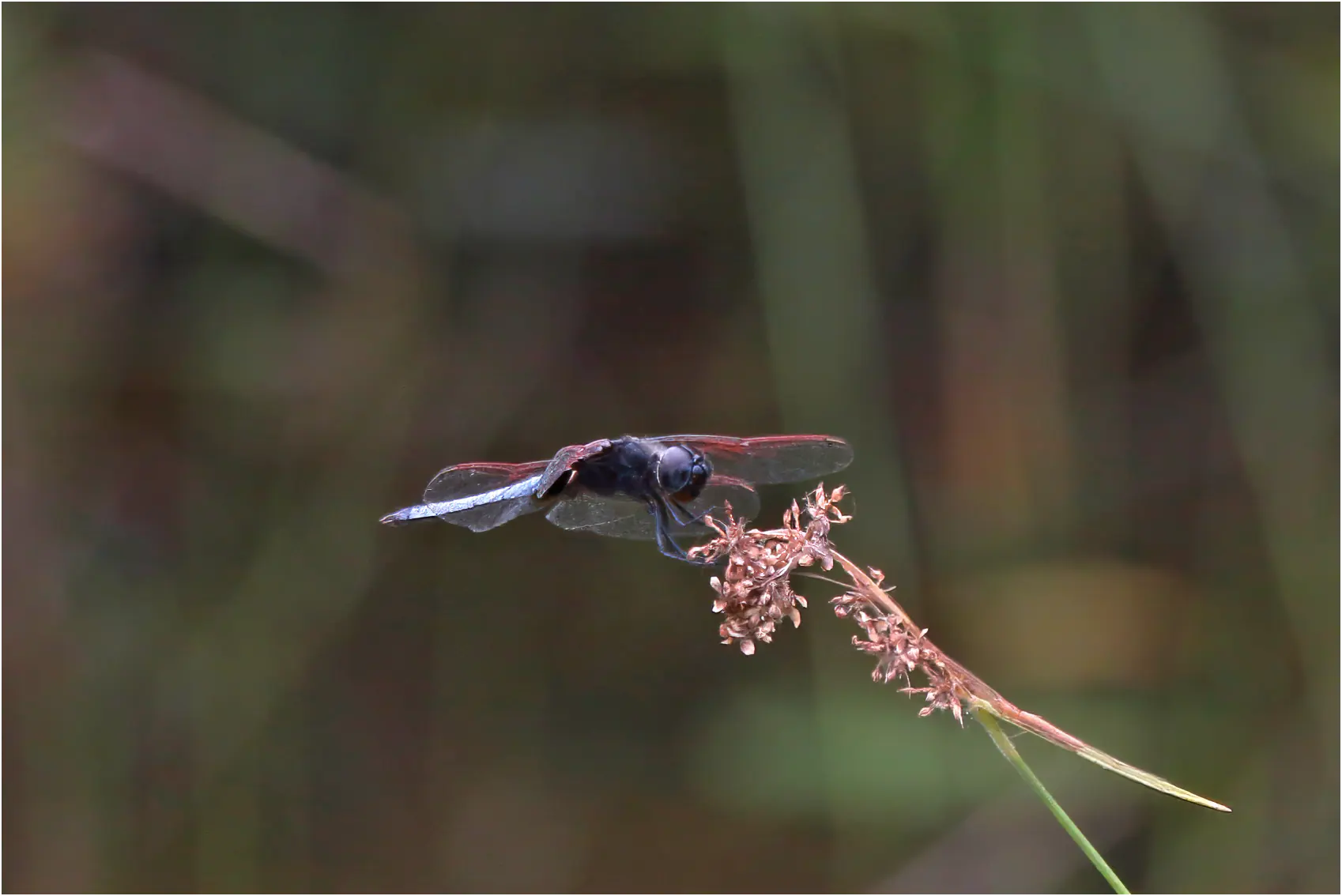 Urothemis venata mâle, Ghana, Esambolo, 19/01/2026