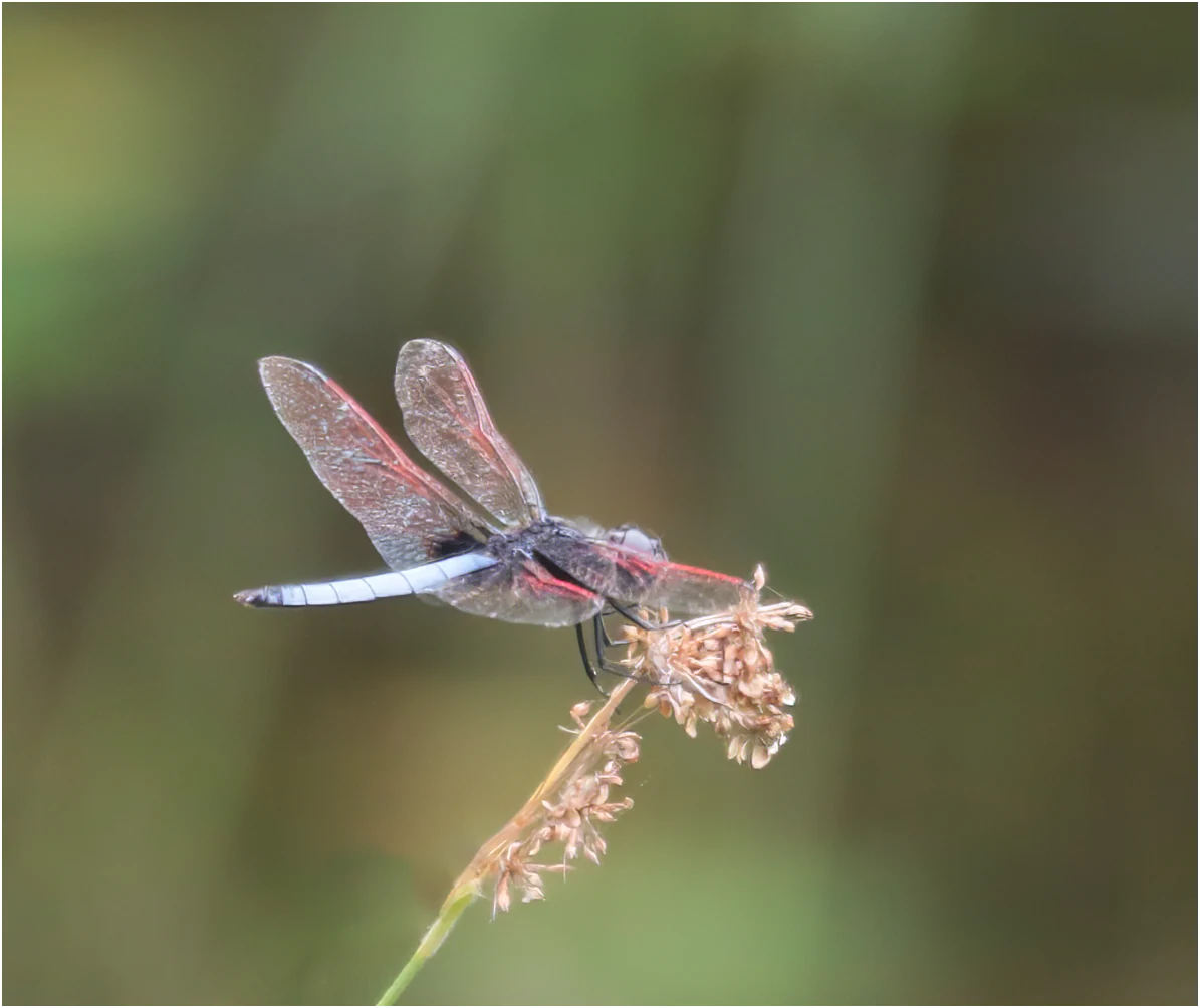Urothemis venata mâle, Ghana, Esambolo, 19/01/2026
