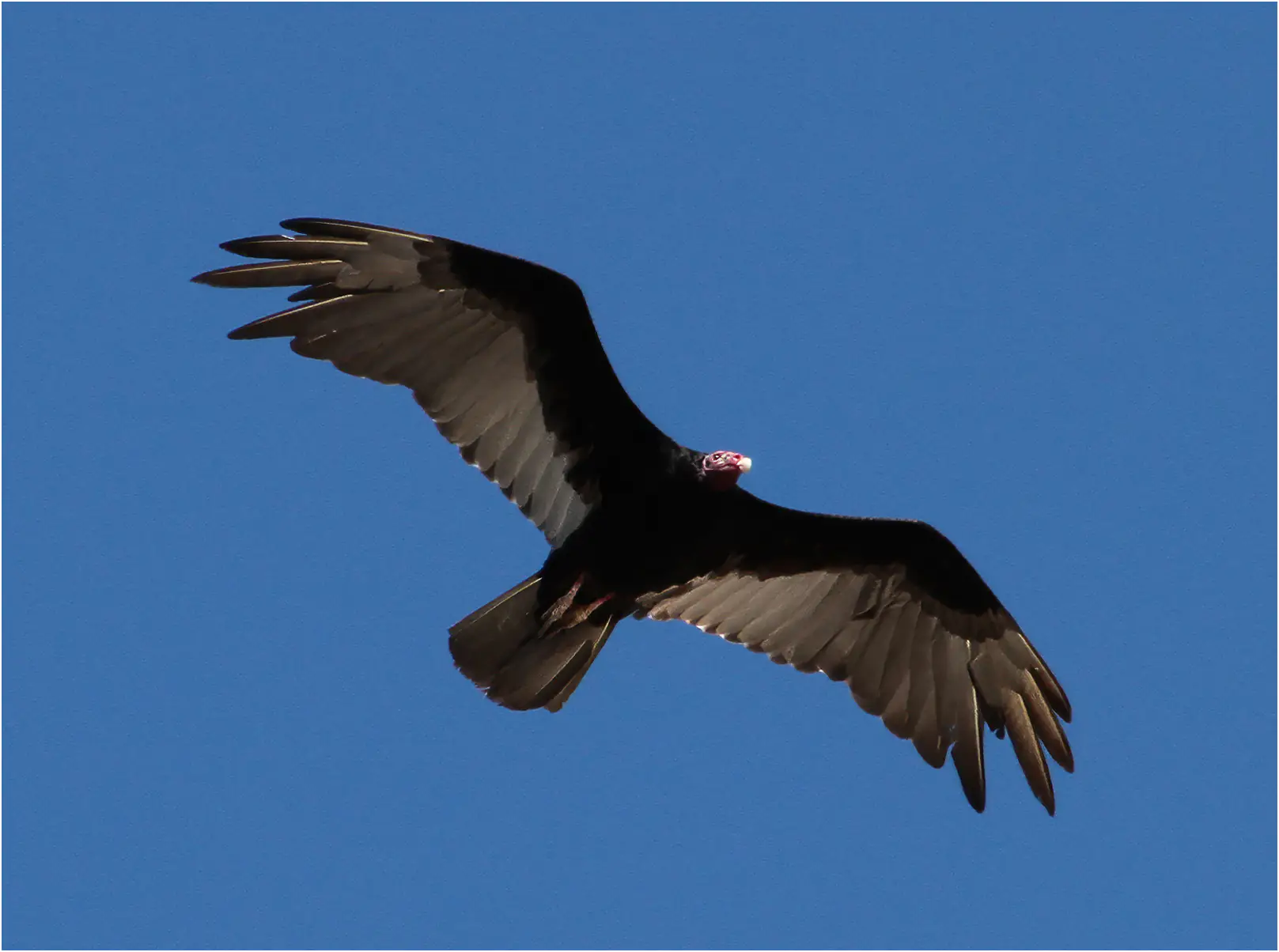 Urubu à tête rouge, Cathartes aura, Costa Rica, 31/03/2013