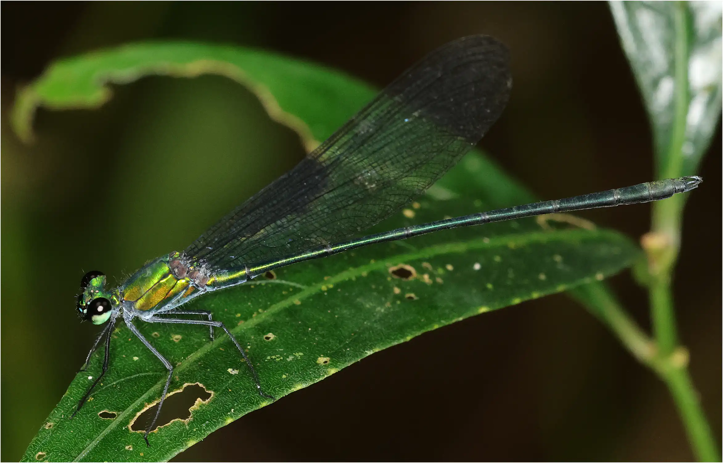 Vestalis amaryllis mâle, Sarawak, Bung Ngiraja, 26/03/2025