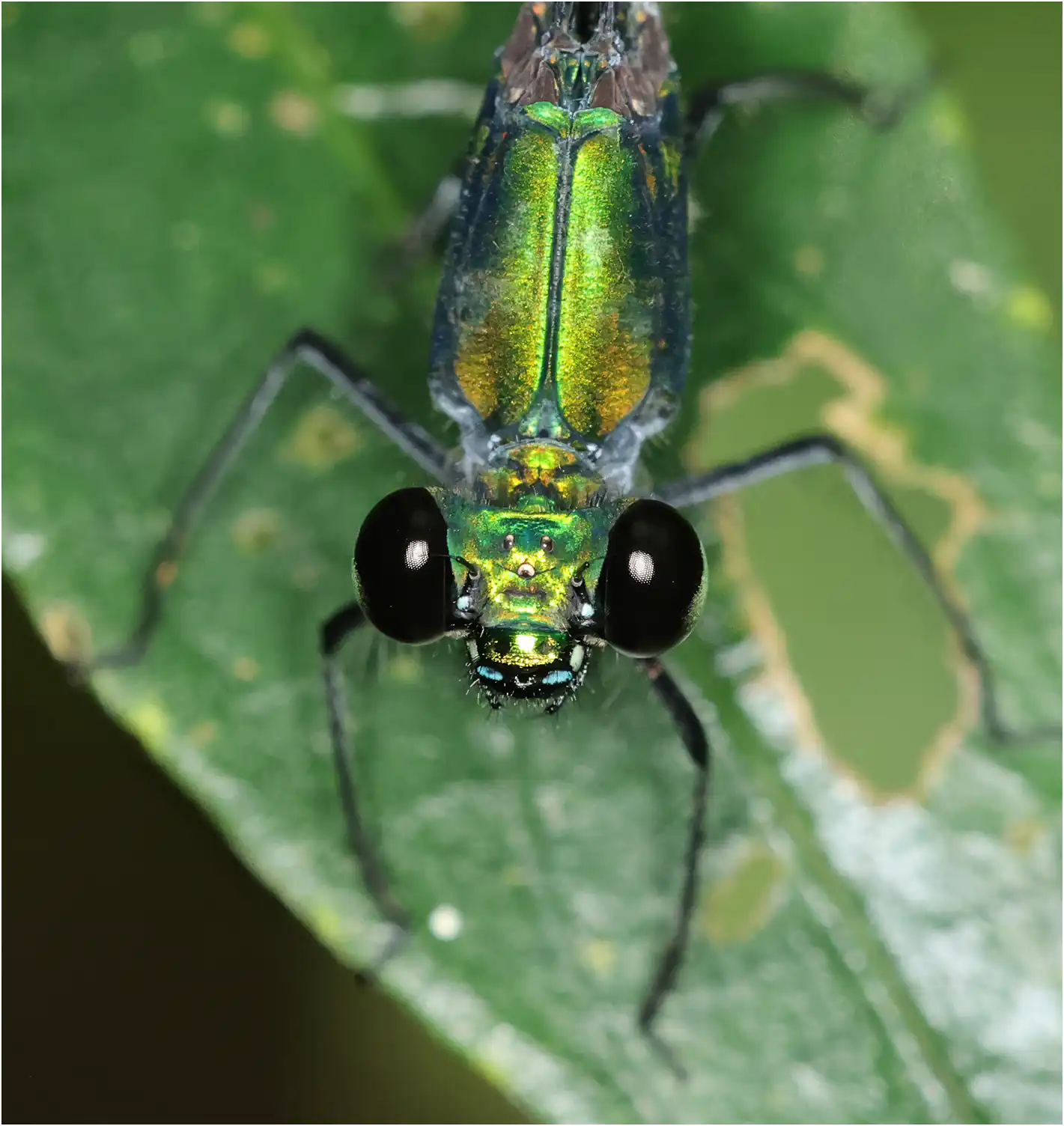 Vestalis amaryllis mâle, Sarawak, Bung Ngiraja, 26/03/2025