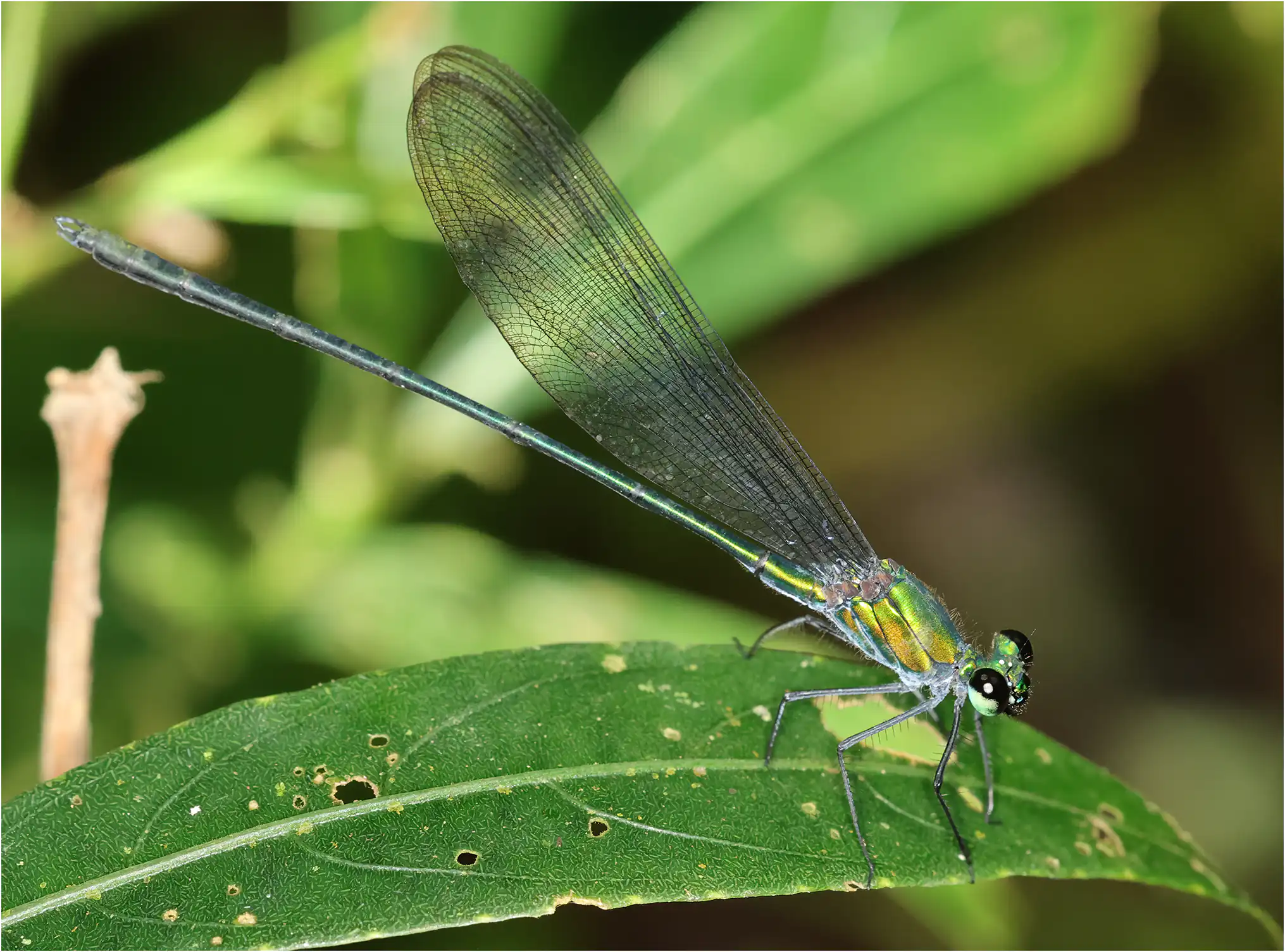 Vestalis amaryllis mâle, Sarawak, Bung Ngiraja, 26/03/2025