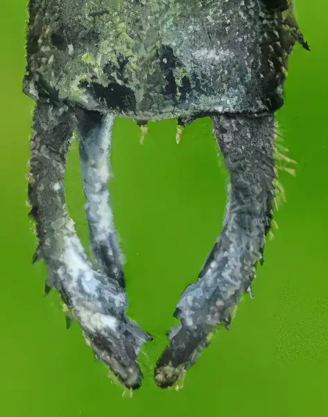 Vestalis amaryllis mâle, appendices anaux, Sarawak, Bung Ngiraja, 26/03/2025