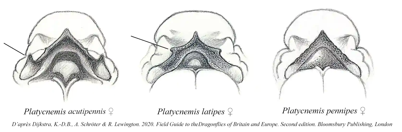Vue postérieure des pronotum des ♀ Platycnemis