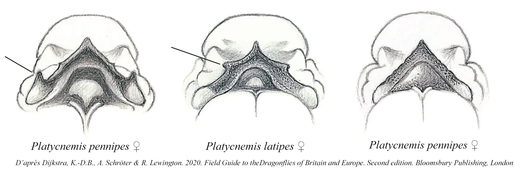 Vue postérieure des pronotum des ♀ Platycnemis d'après Dijkstra et al.