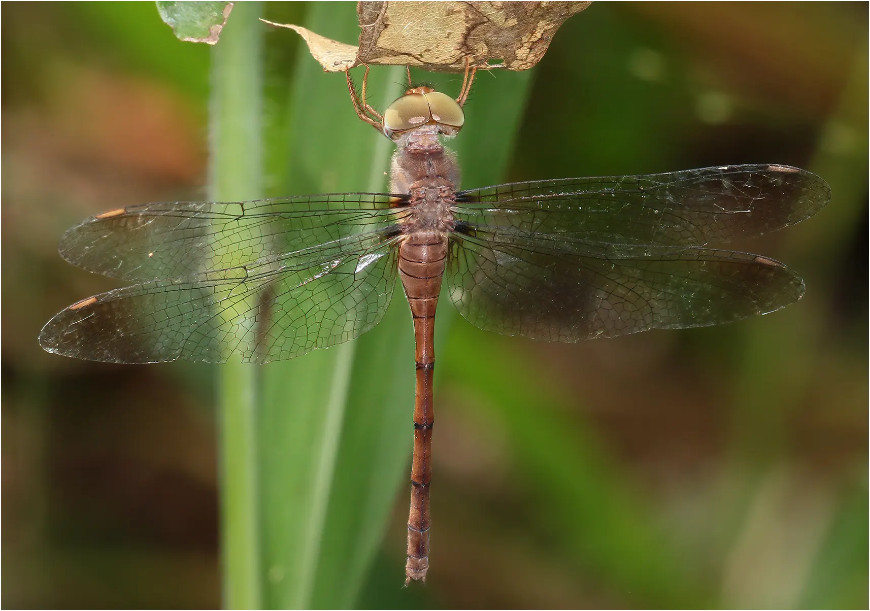 Zyxomma elgneri femelle , Australie (NT), Rum Jungle Lake, 16/04/2022