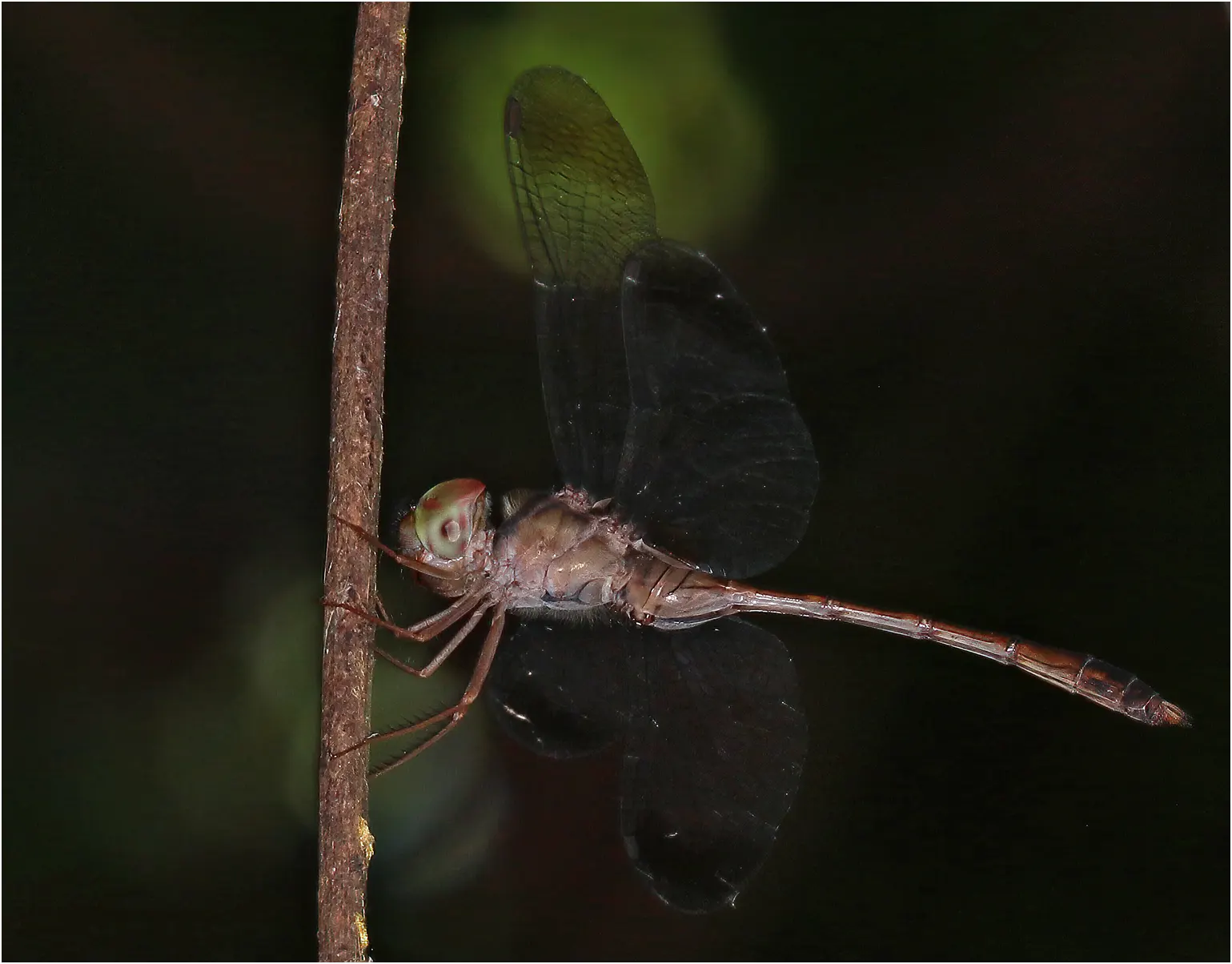 Zyxomma elgneri mâle , Australie (NT), Ubirr, 01/05/2022