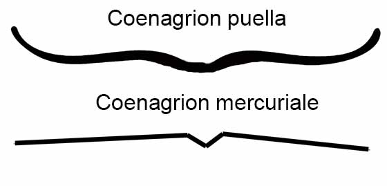 Comparaison des pronotum de Coenagrion puella et mercuriale femelles
