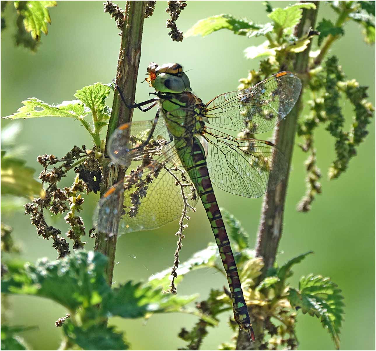 Aeshna affinis femelle, Parc du confluent, Portet sur Garonne (France – 31), 19/07/2019 (Photo Catherine Guillon)