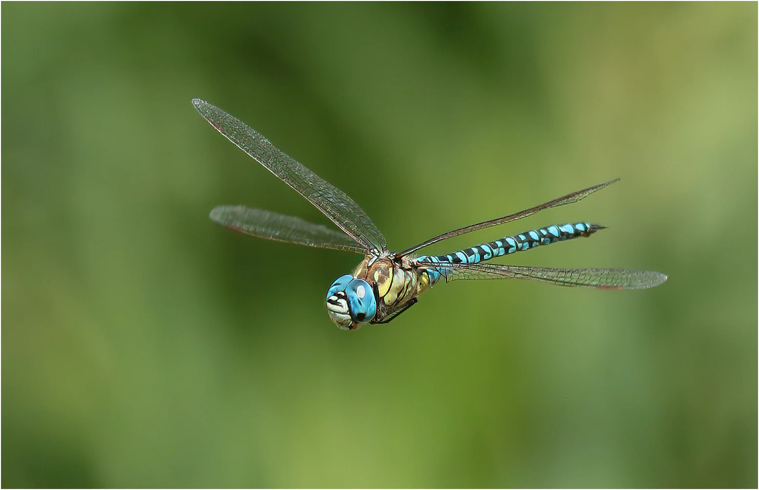 Aeshna affinis mâle, Denée (France-49), 10/08/2021