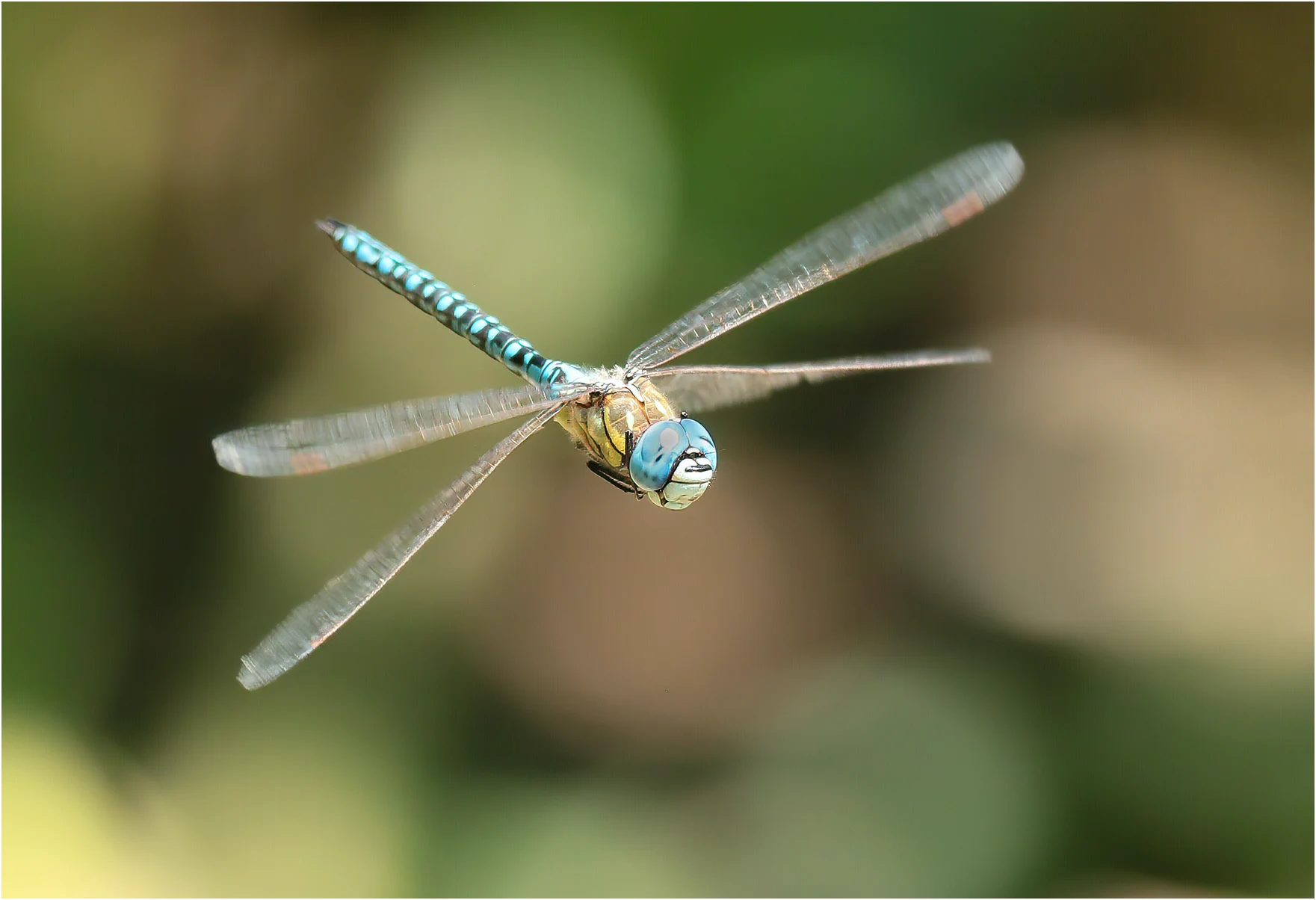 Aeshna affinis mâle, Denée (France-49), 10/08/2021