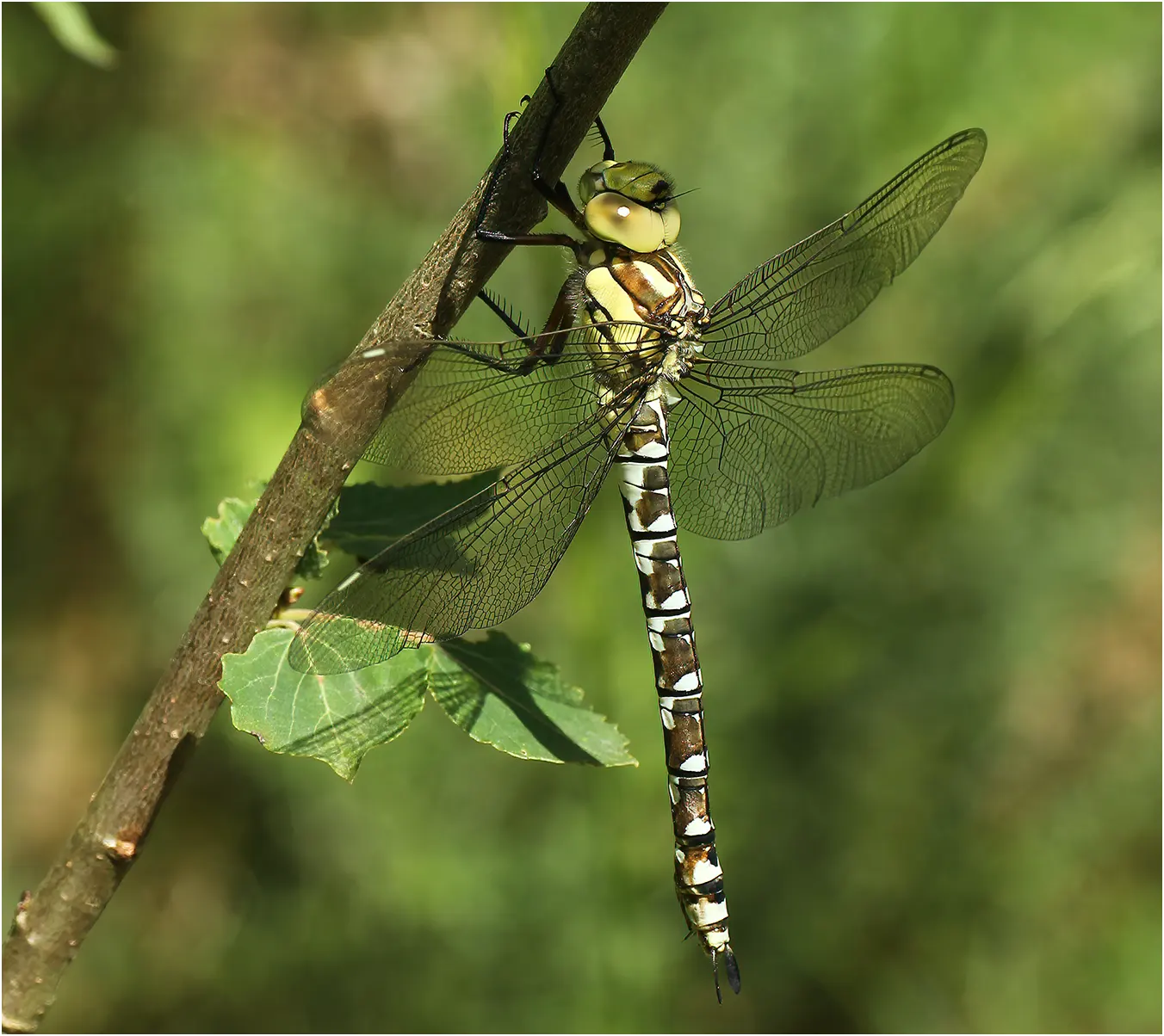 Aeshna cyanea femelle, le Fuilet (France-49), 01/07/2012