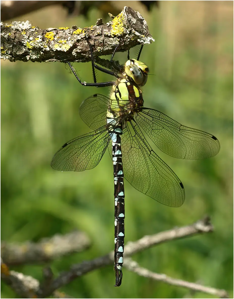 Aeshna cyanea mâle, Beaupréau (France-49), 23/07/2010