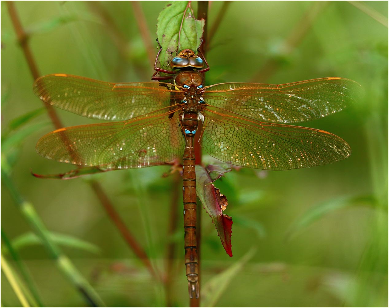 Aeshna grandis mâle, lac Chauvet ( France-63), 23/07/2017